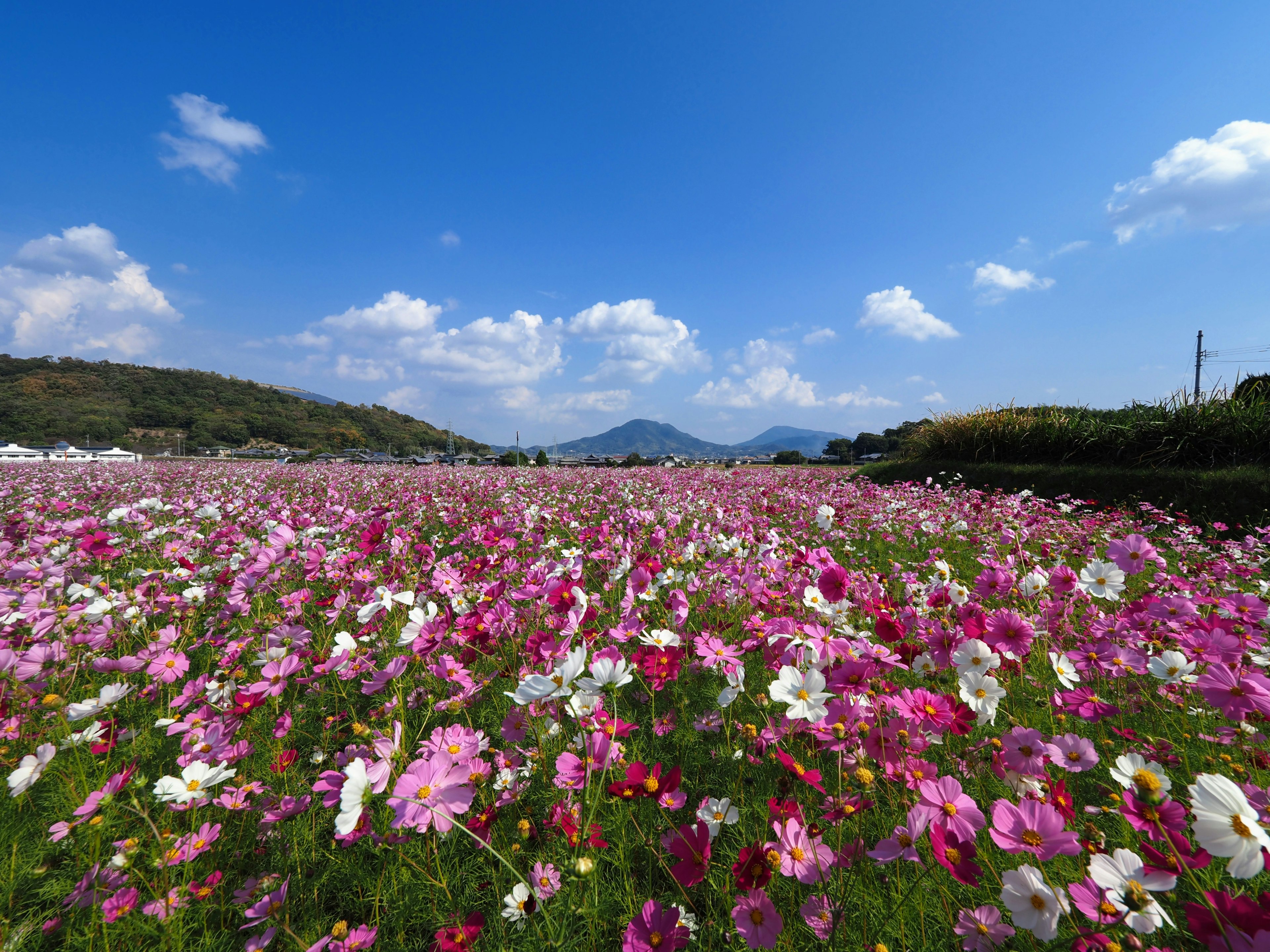 Campo di fiori di cosmos colorati sotto un cielo azzurro con montagne in lontananza