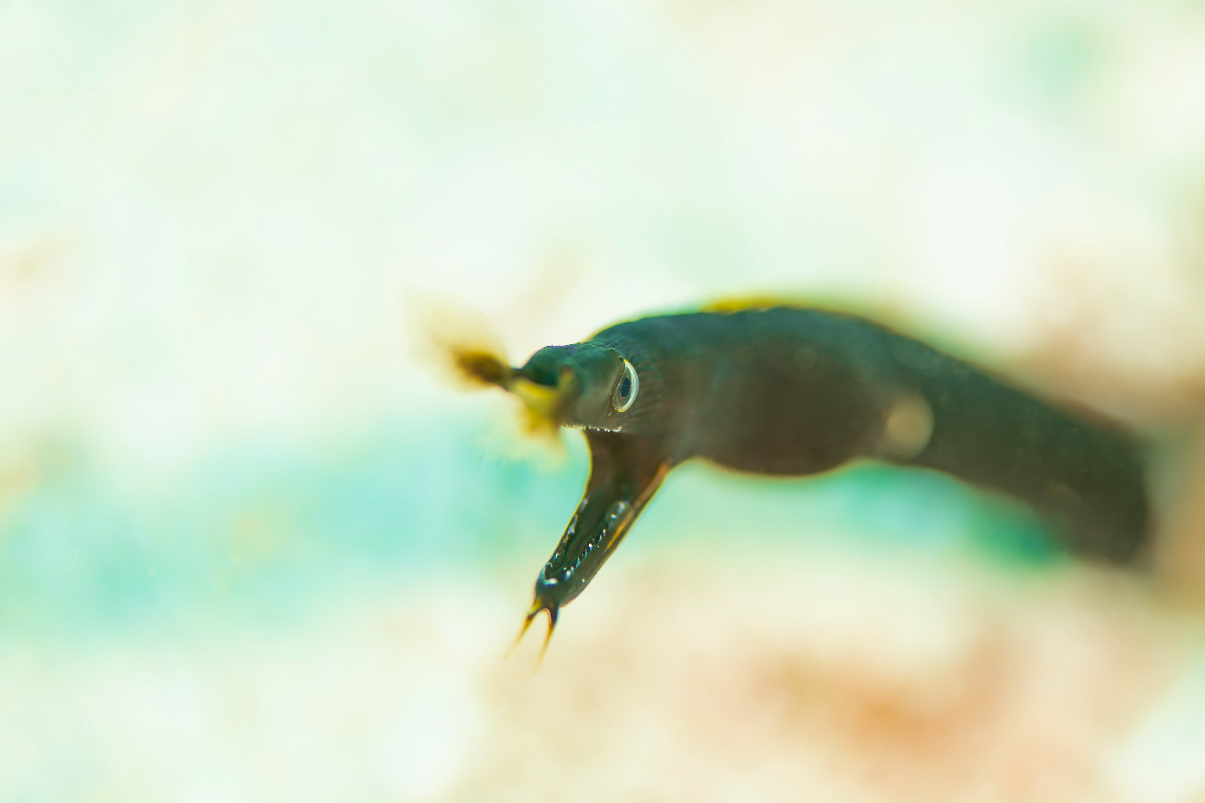 水中で泳ぐ小さな黒い魚のクローズアップ鮮やかな背景が特徴