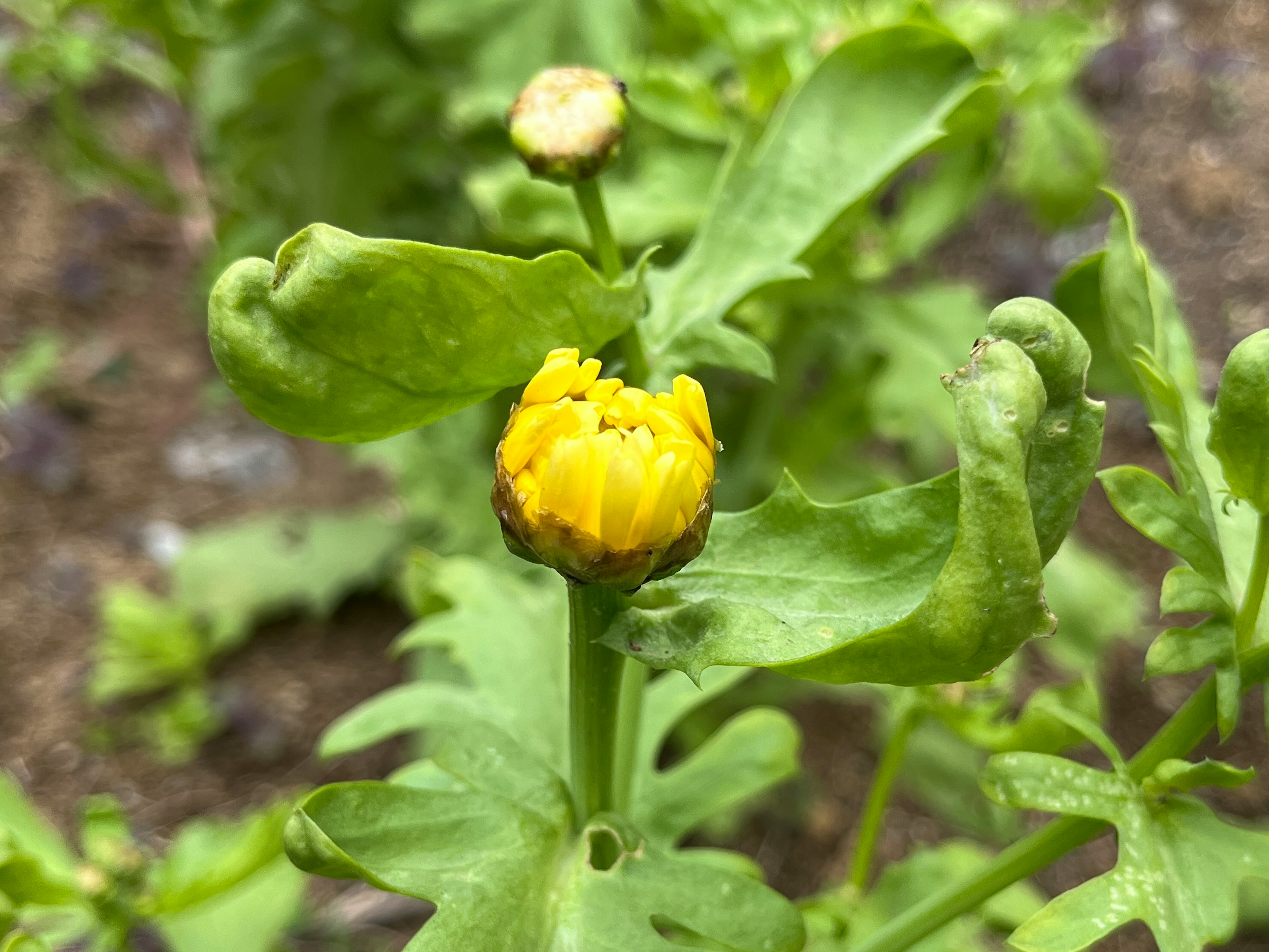 Acercamiento de una planta con un botón amarillo y hojas verdes