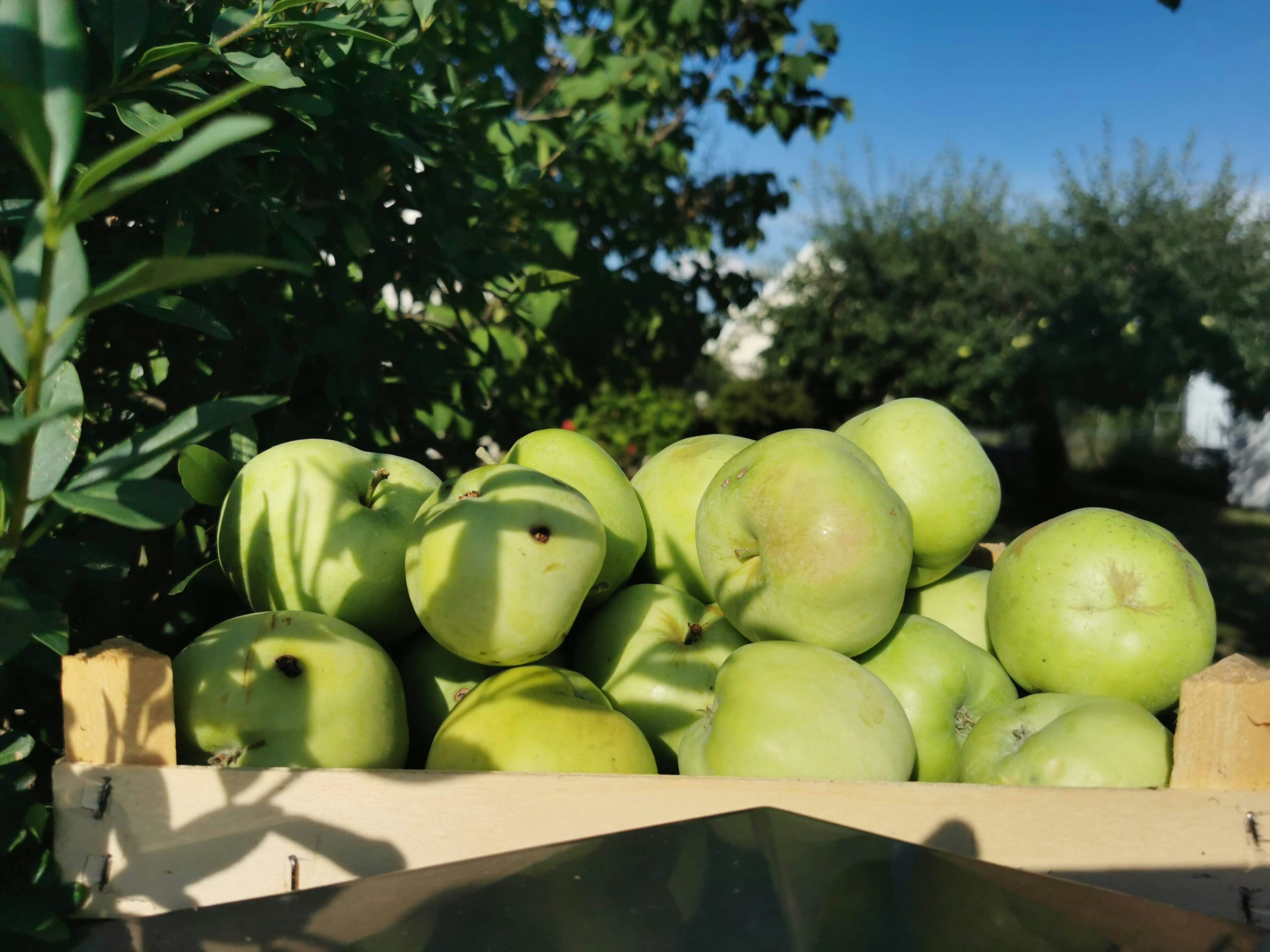 Pommes vertes entassées dans une caisse en bois à l'extérieur