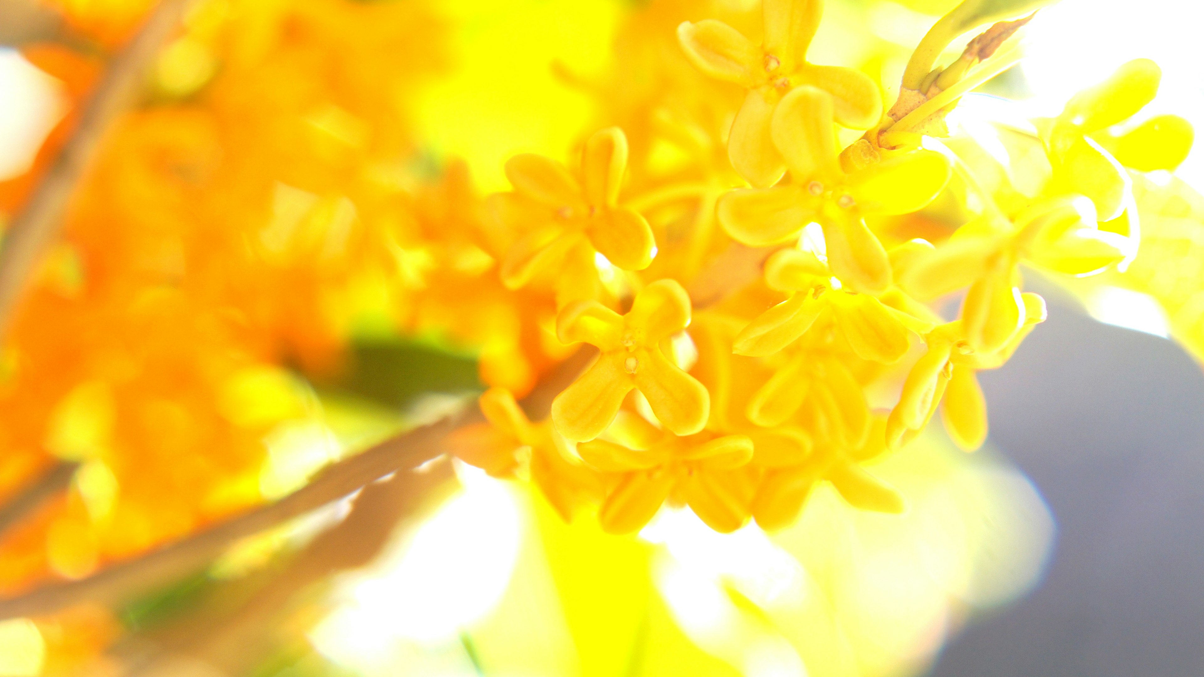 Primer plano de flores amarillas brillantes con desenfoque suave