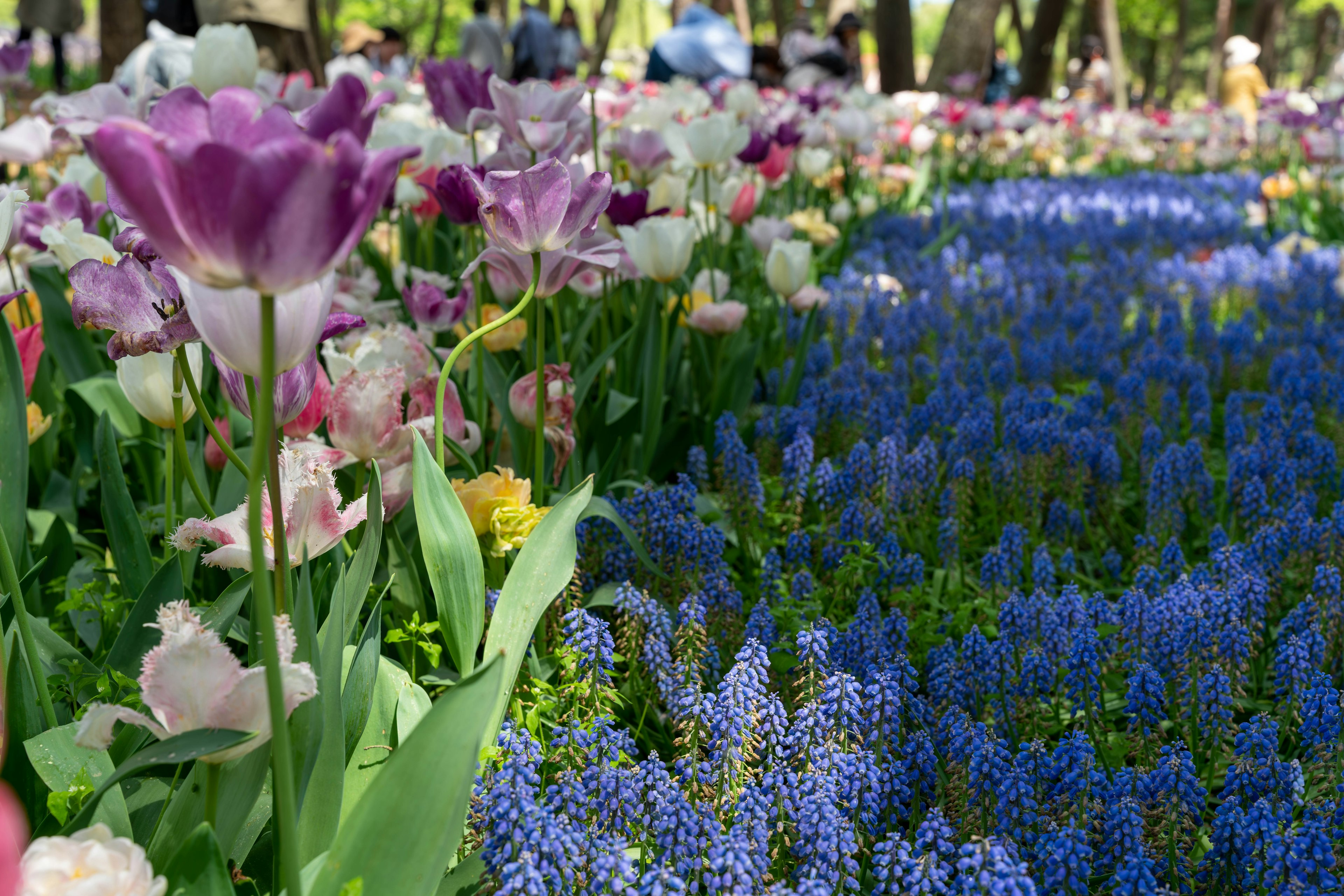 Tulipes colorées et muscaris bleus dans un jardin