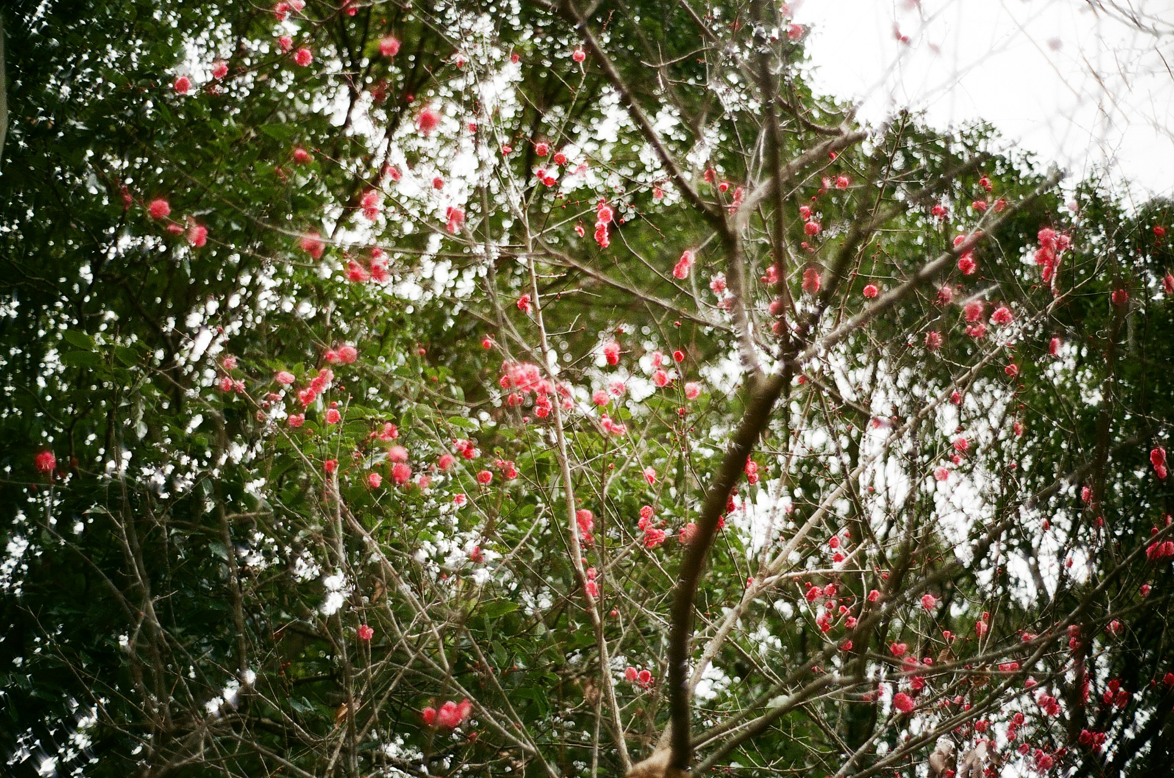 赤い花が咲く木の上からの眺め 緑の葉が茂る