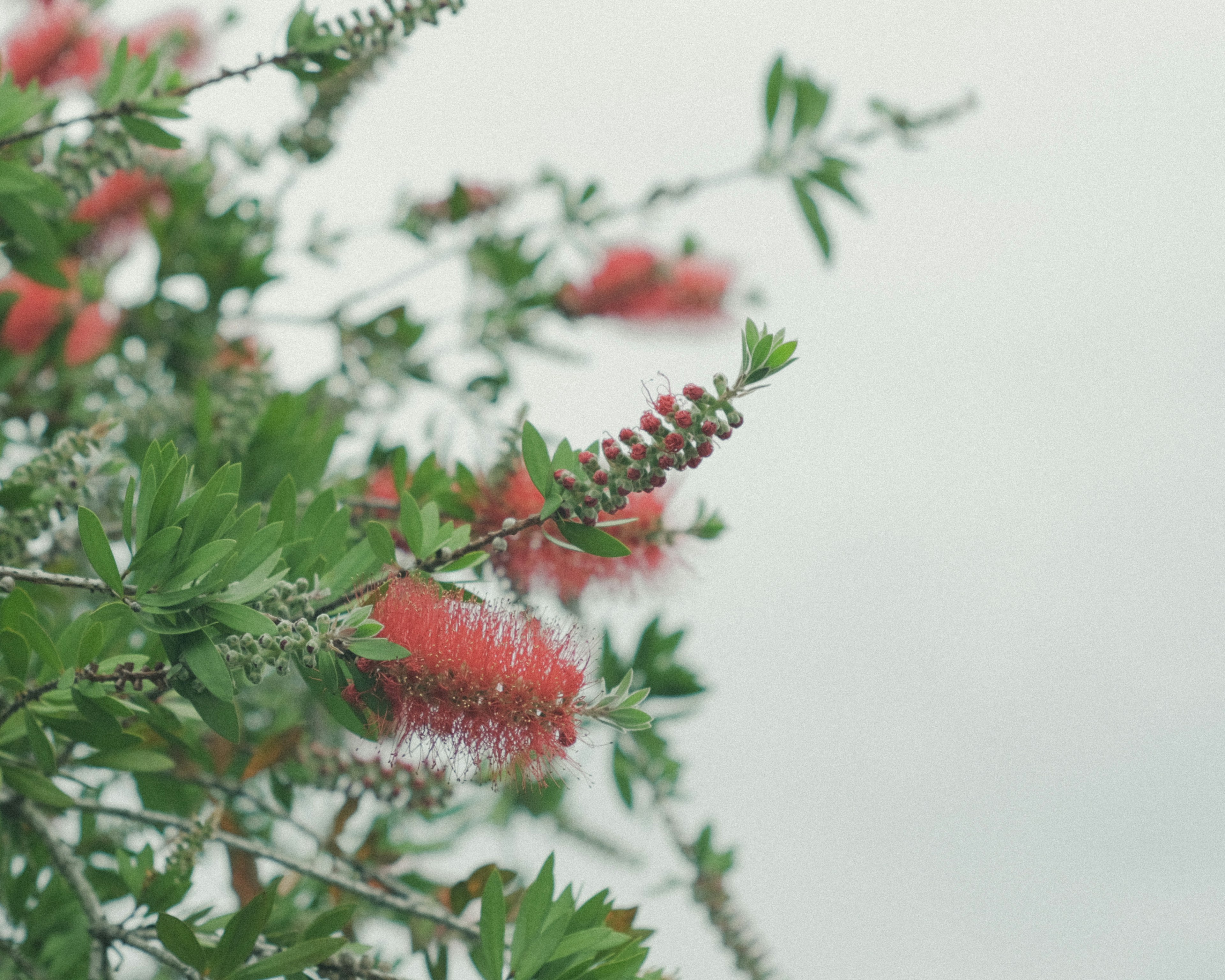 Close-up of a plant with green leaves and red flowers