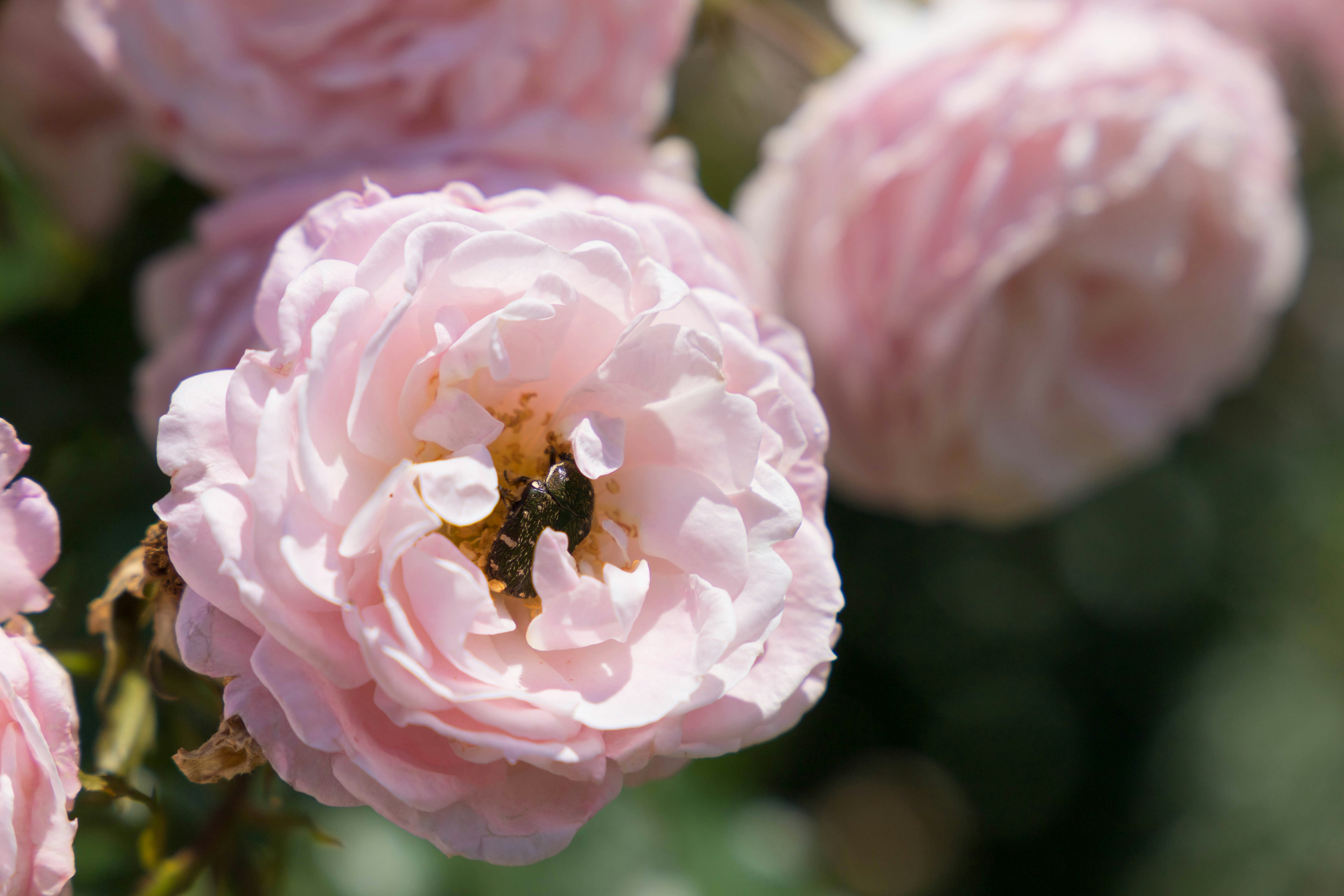 Primer plano de flores de rosa rosa con pétalos suaves