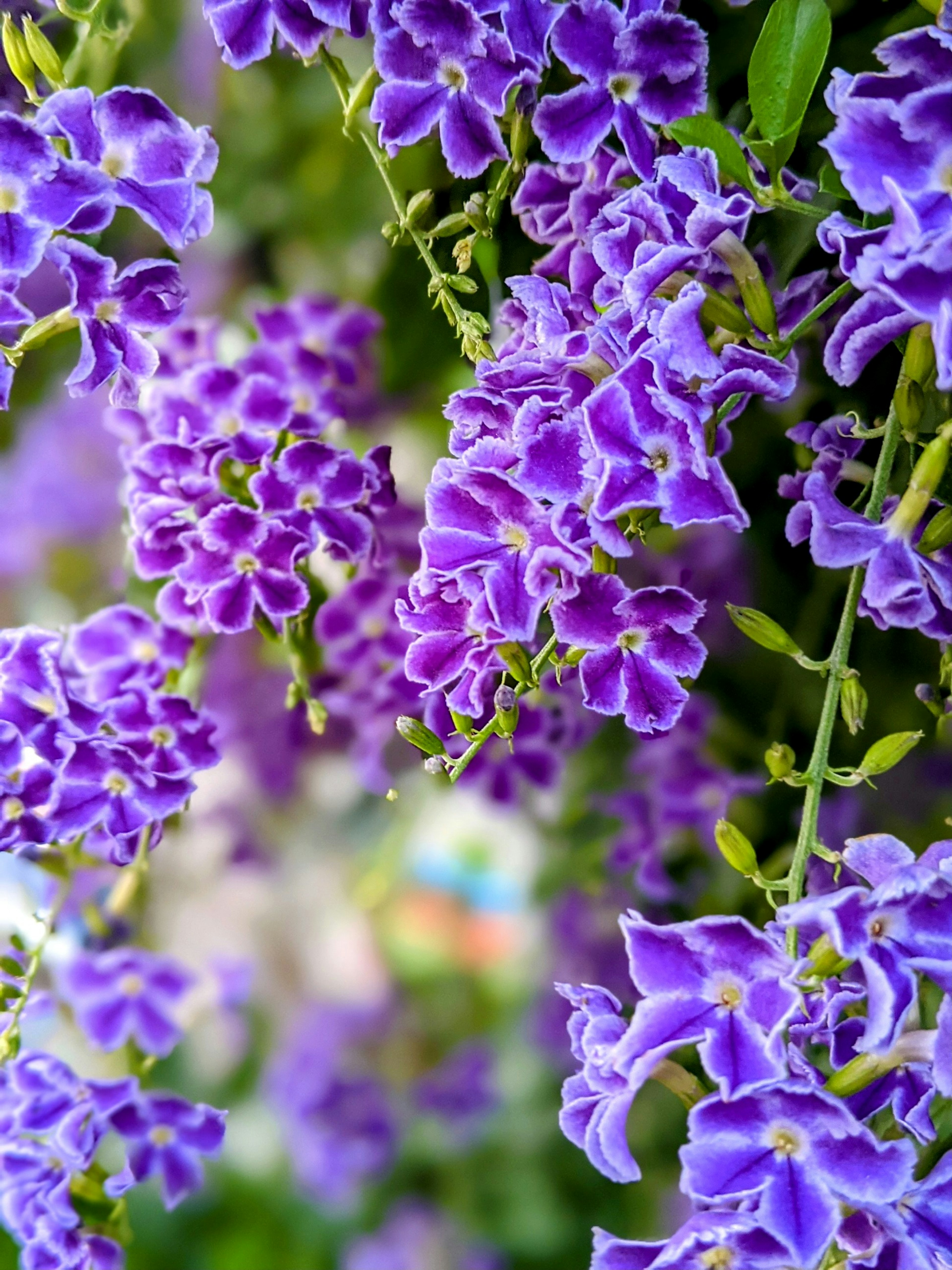 Close-up de flores moradas vibrantes en plena floración