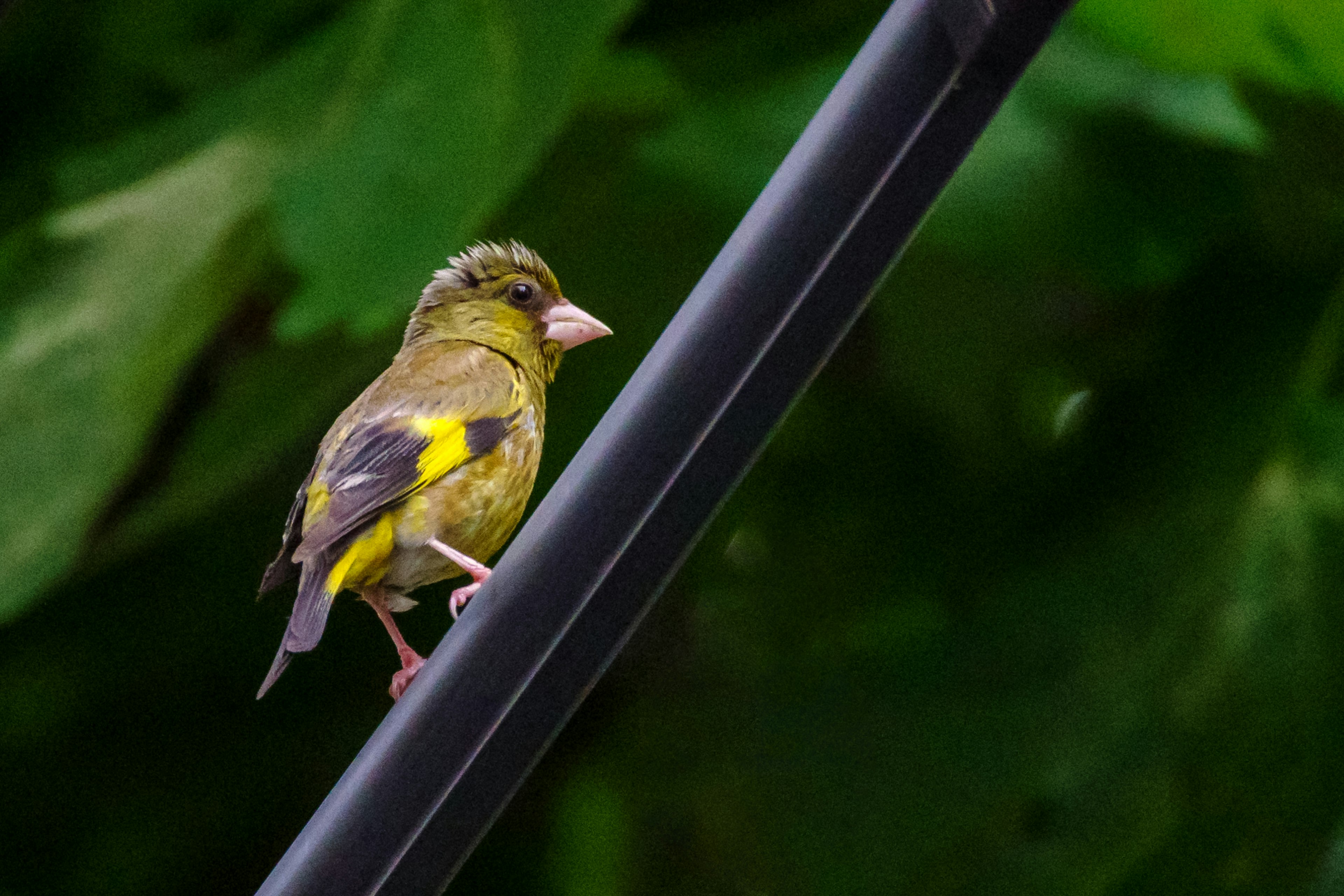 Un piccolo uccello con piume verdi appollaiato su un ramo