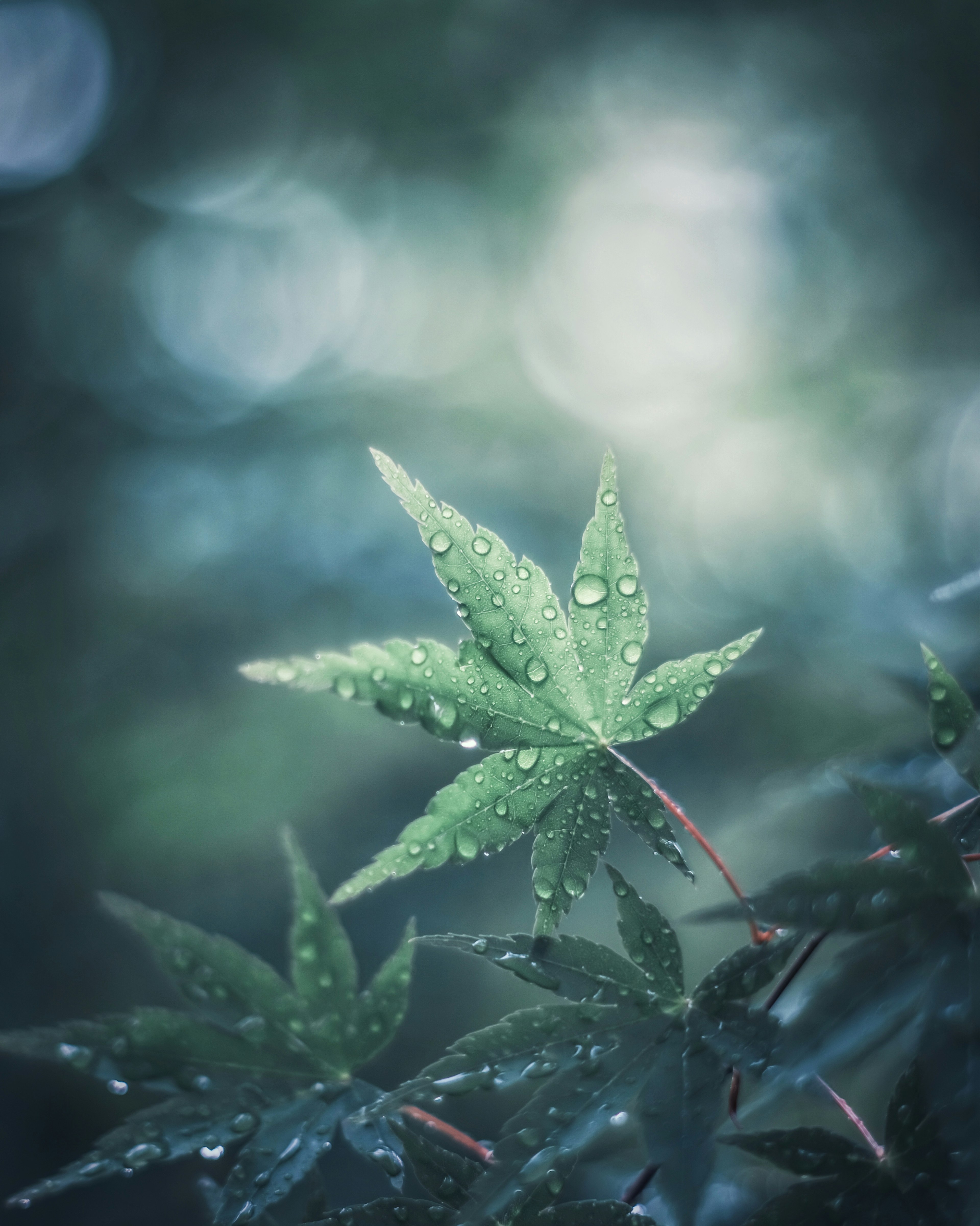 Feuilles d'érable vertes avec des gouttes de pluie sur un fond flou