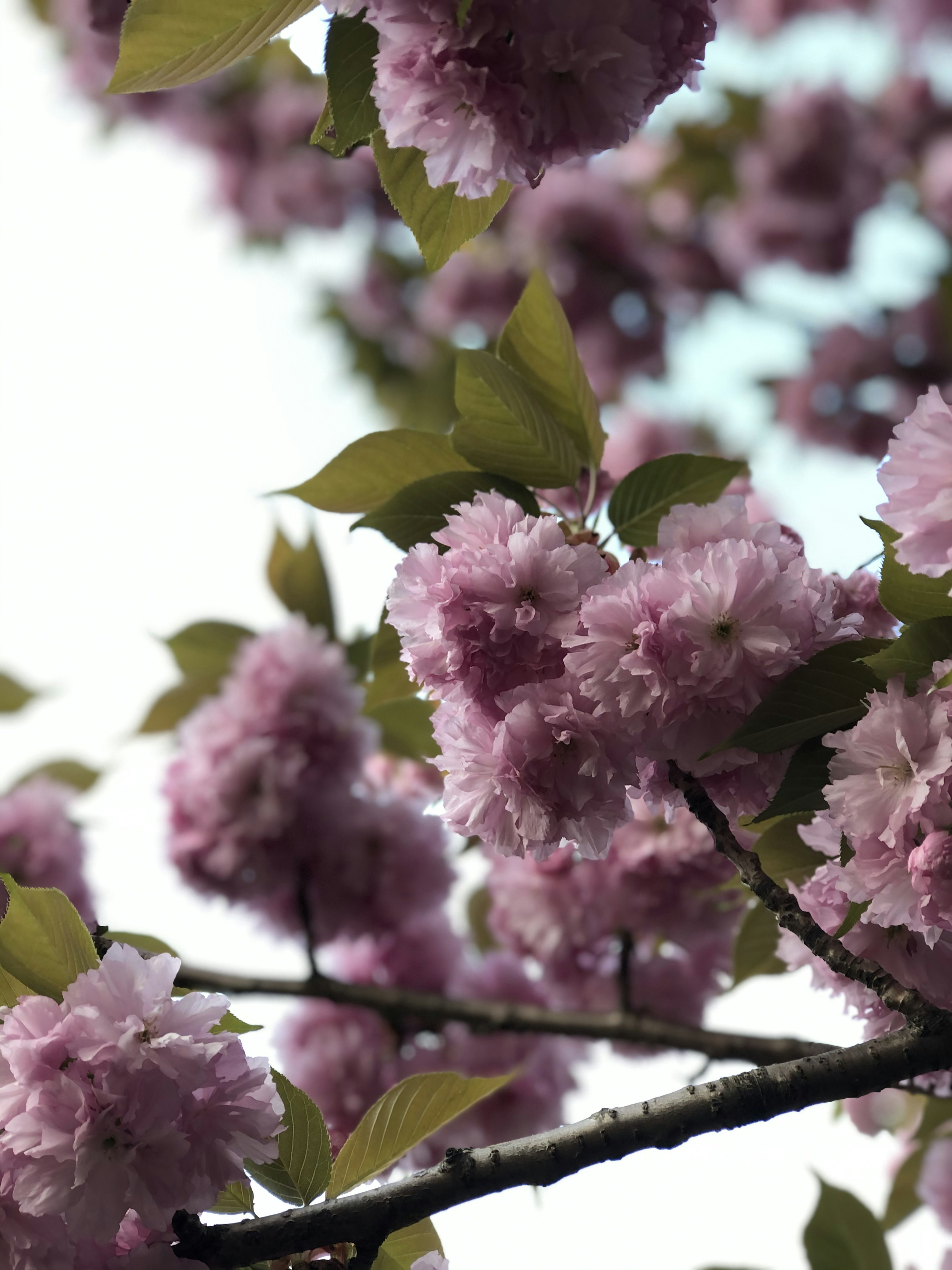 Close-up of cherry blossom branches with soft pink flowers and green leaves