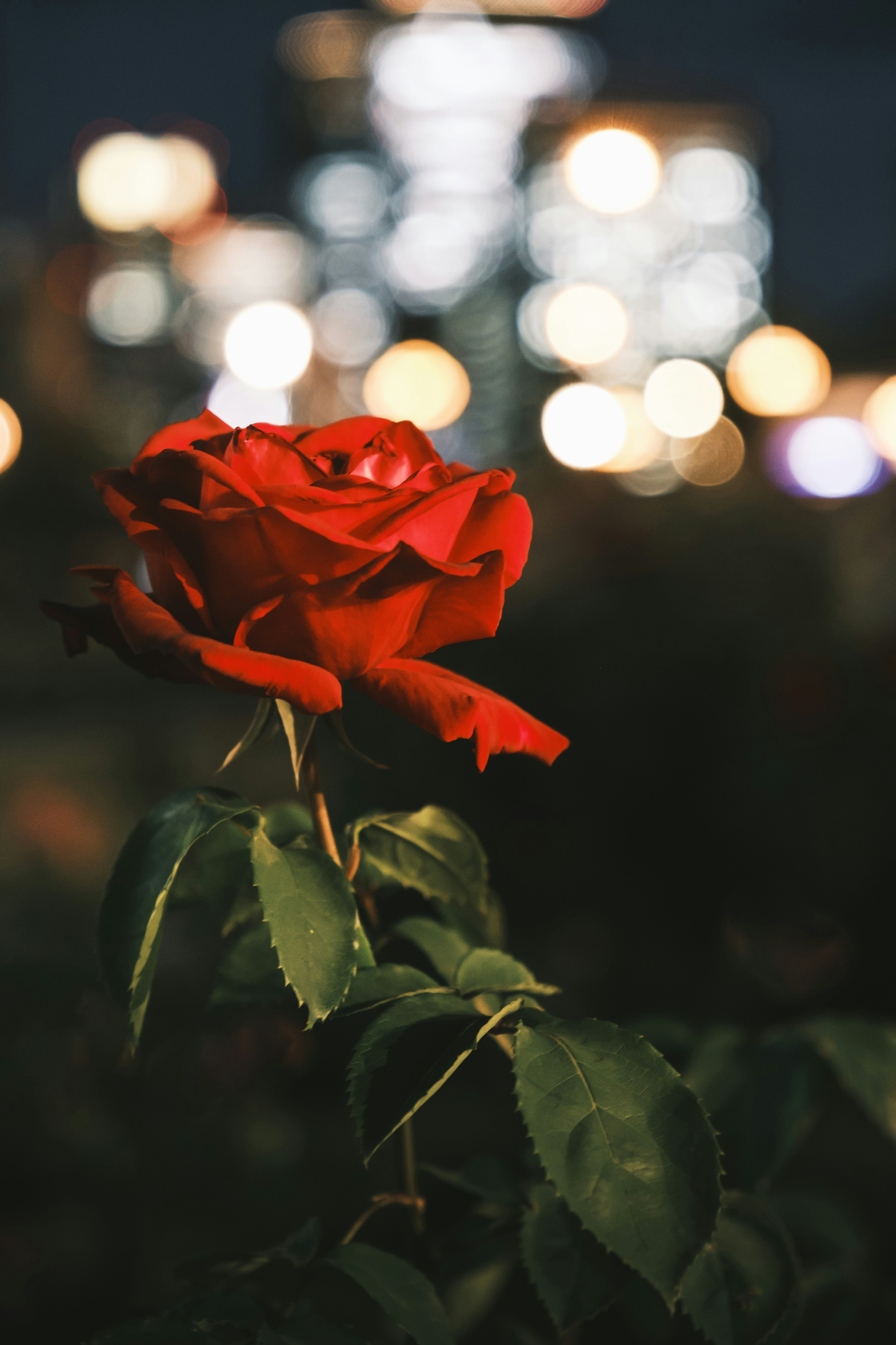 赤いバラの花とぼんやりとした夜の背景