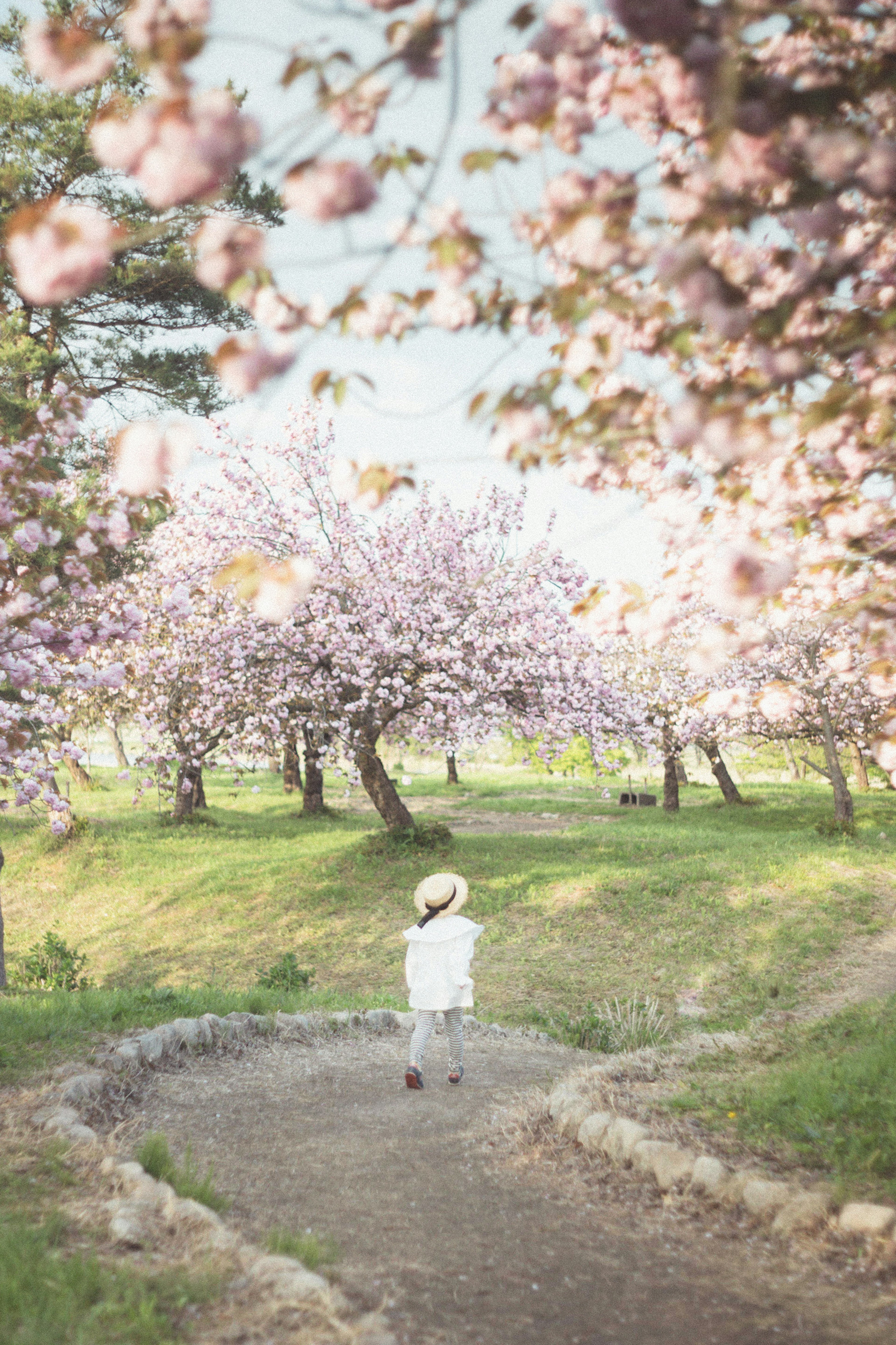 Un enfant marchant sur un chemin entouré d'arbres en fleurs de cerisier