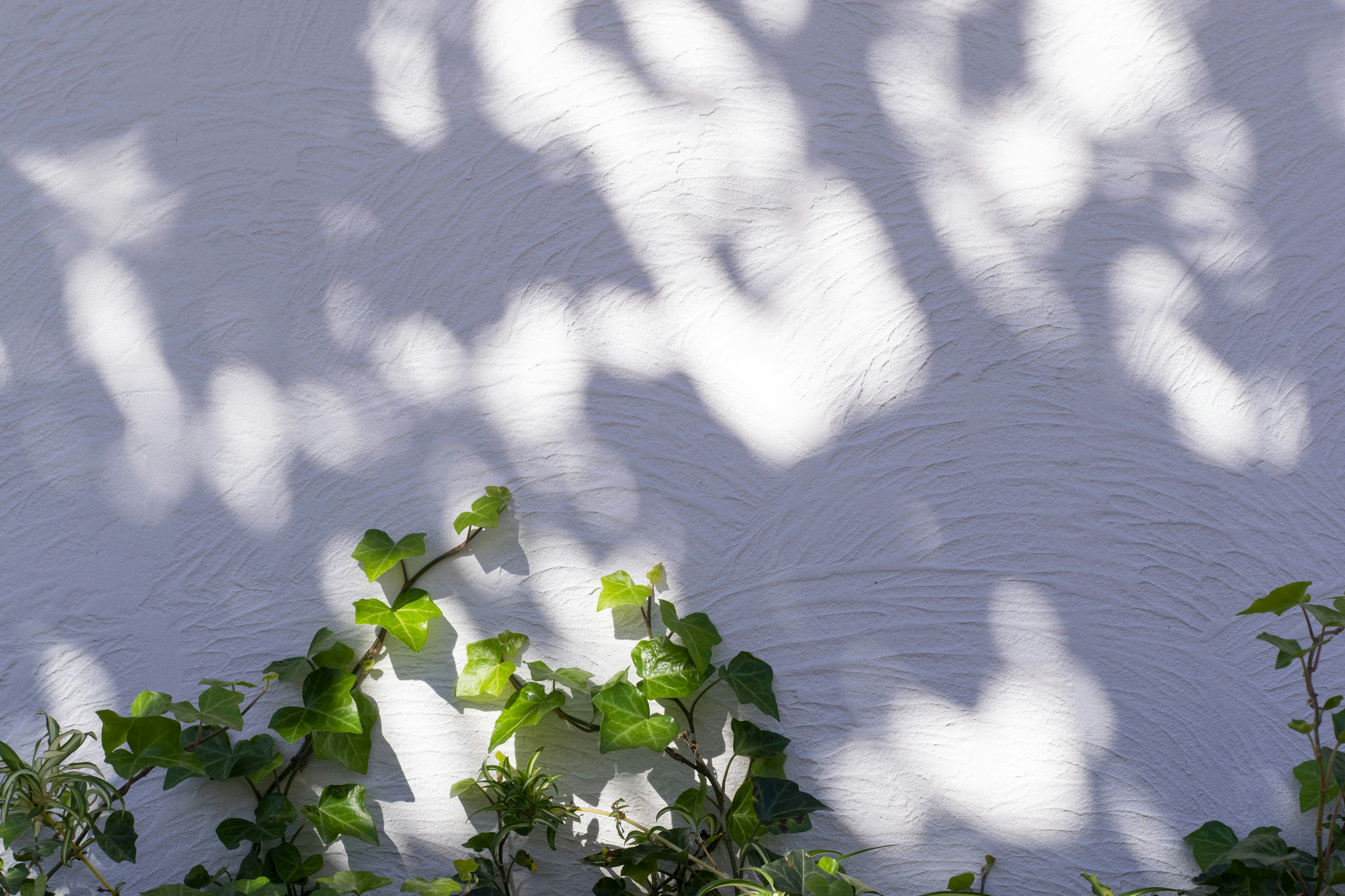 Ombres de feuilles sur un mur blanc avec des plantes grimpantes vertes