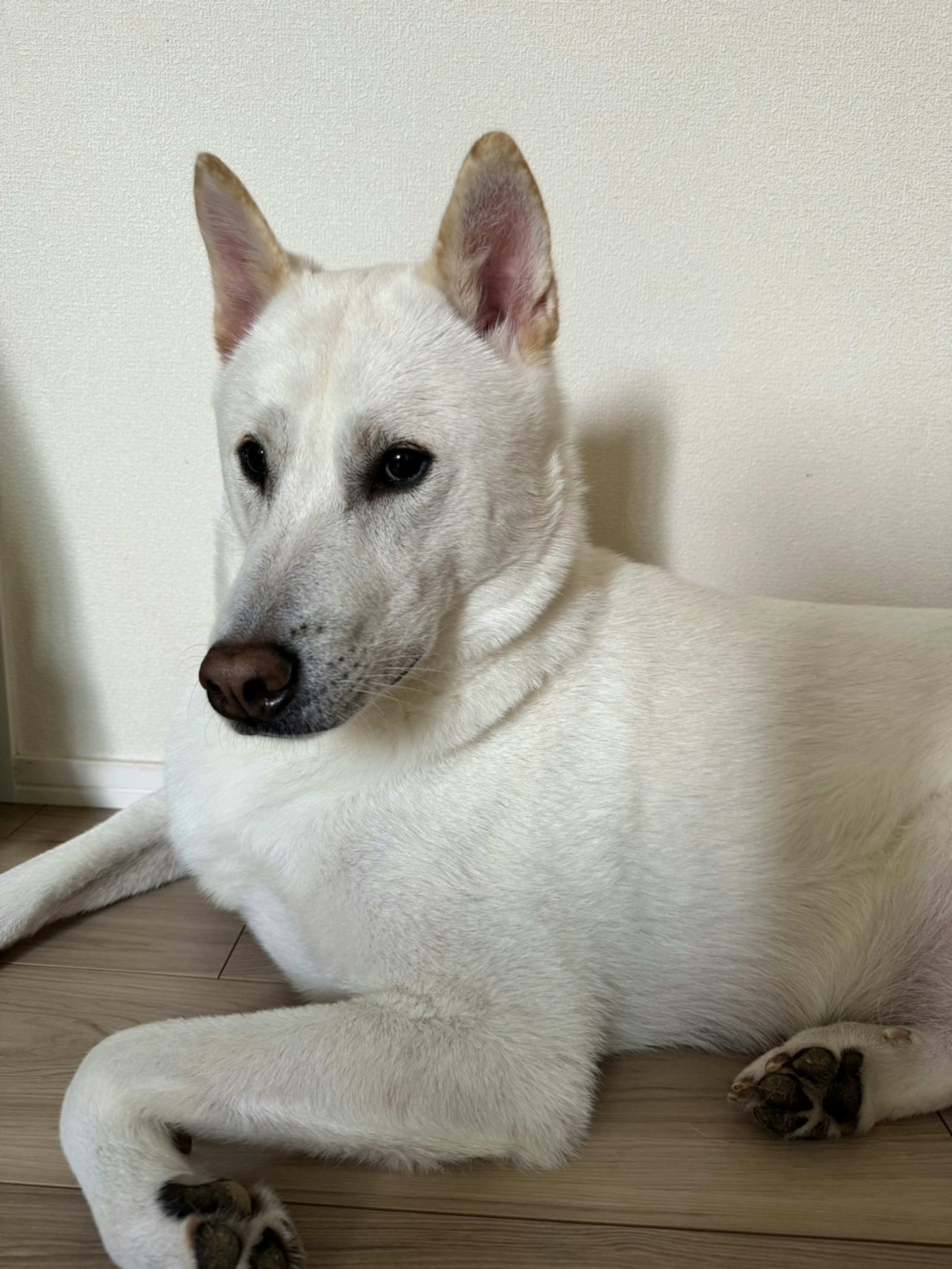 A white dog lying down indoors with a calm expression