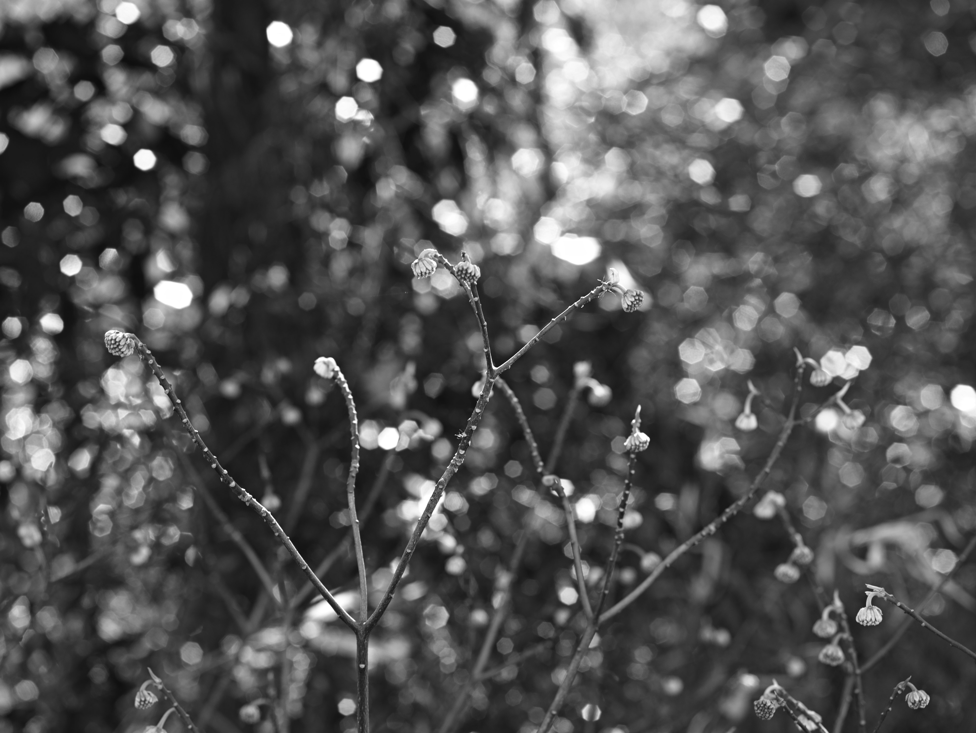 Imagen en blanco y negro con puntos de luz difusos y tallos delgados de plantas