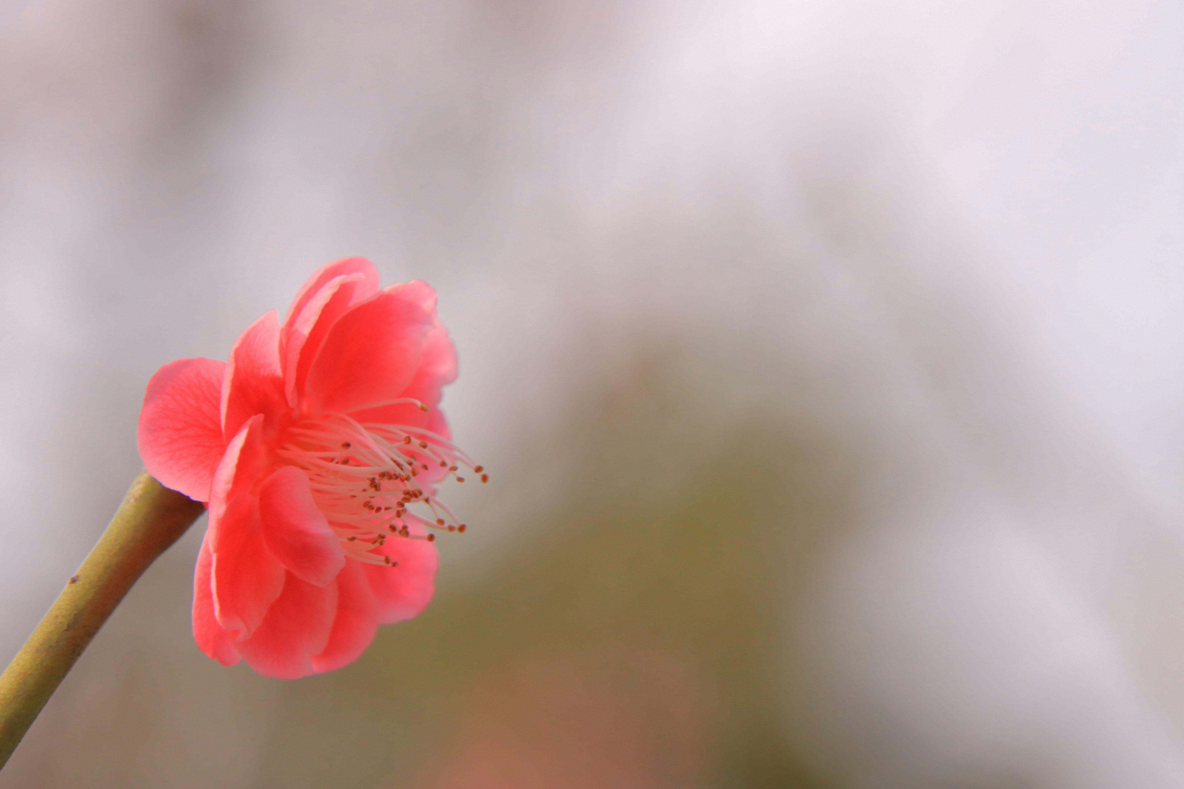 Fiore rosa vibrante su uno sfondo morbido