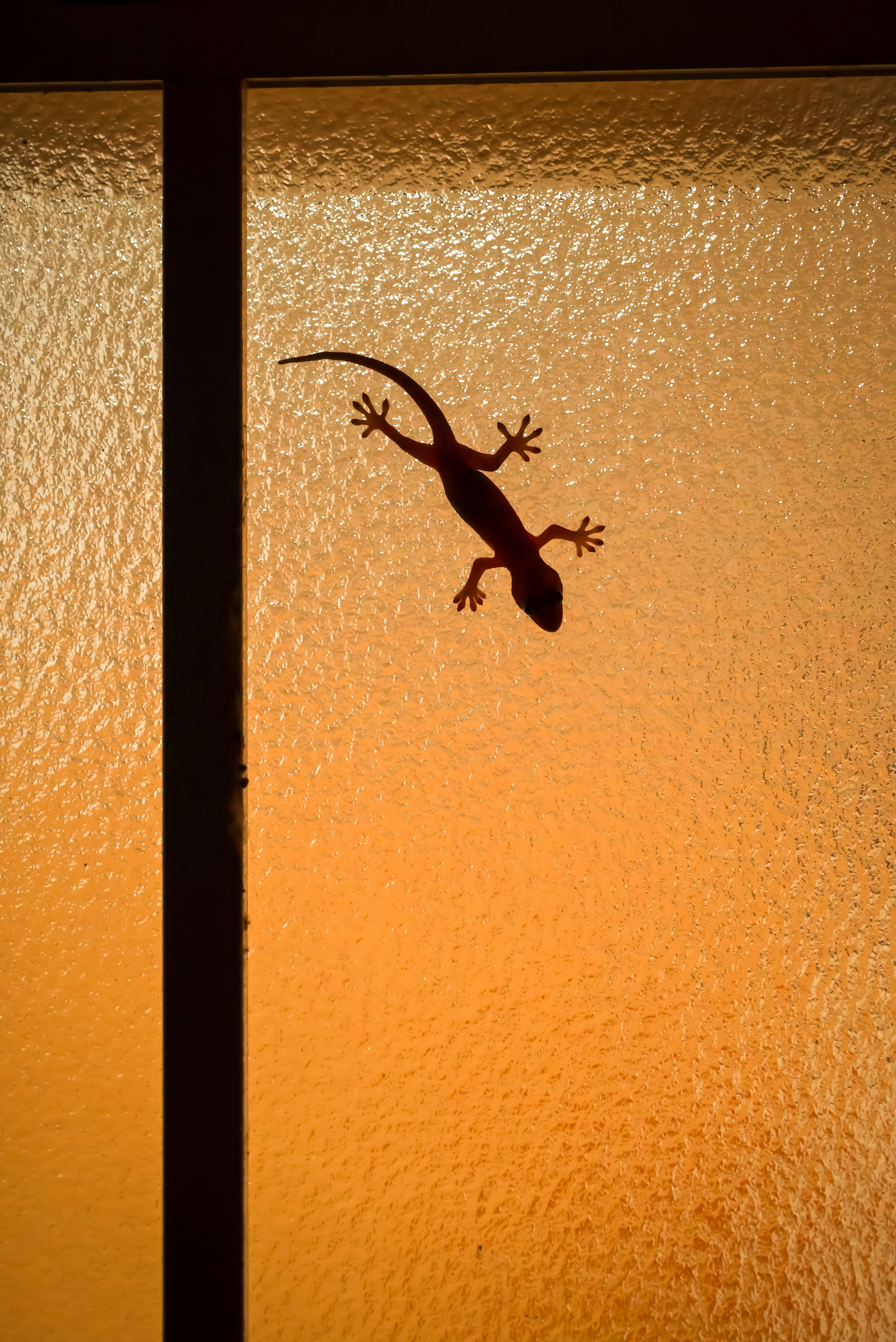 Silueta de un lagarto en una ventana de vidrio con un fondo naranja