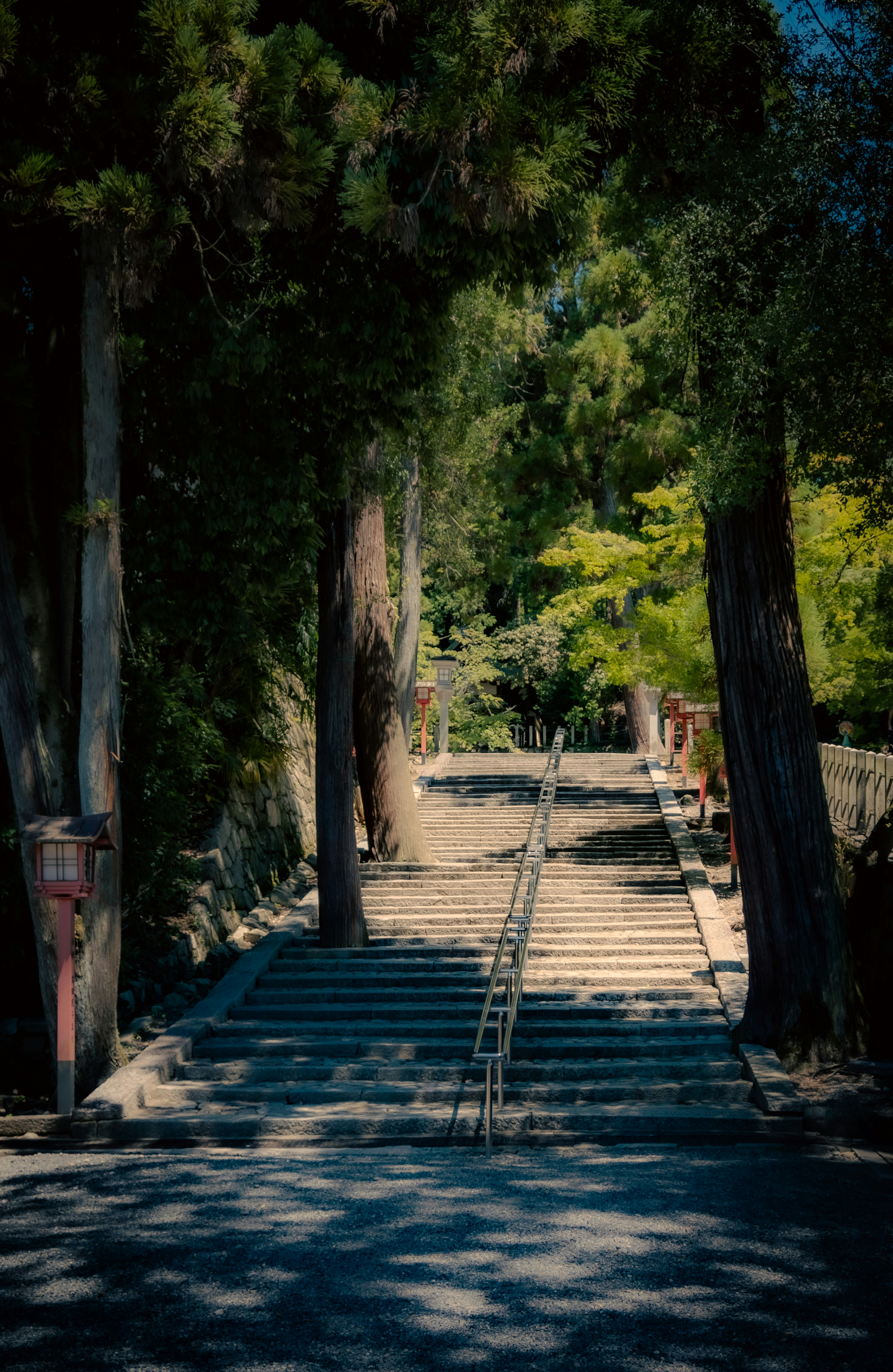 Un chemin calme entouré d'arbres menant au loin