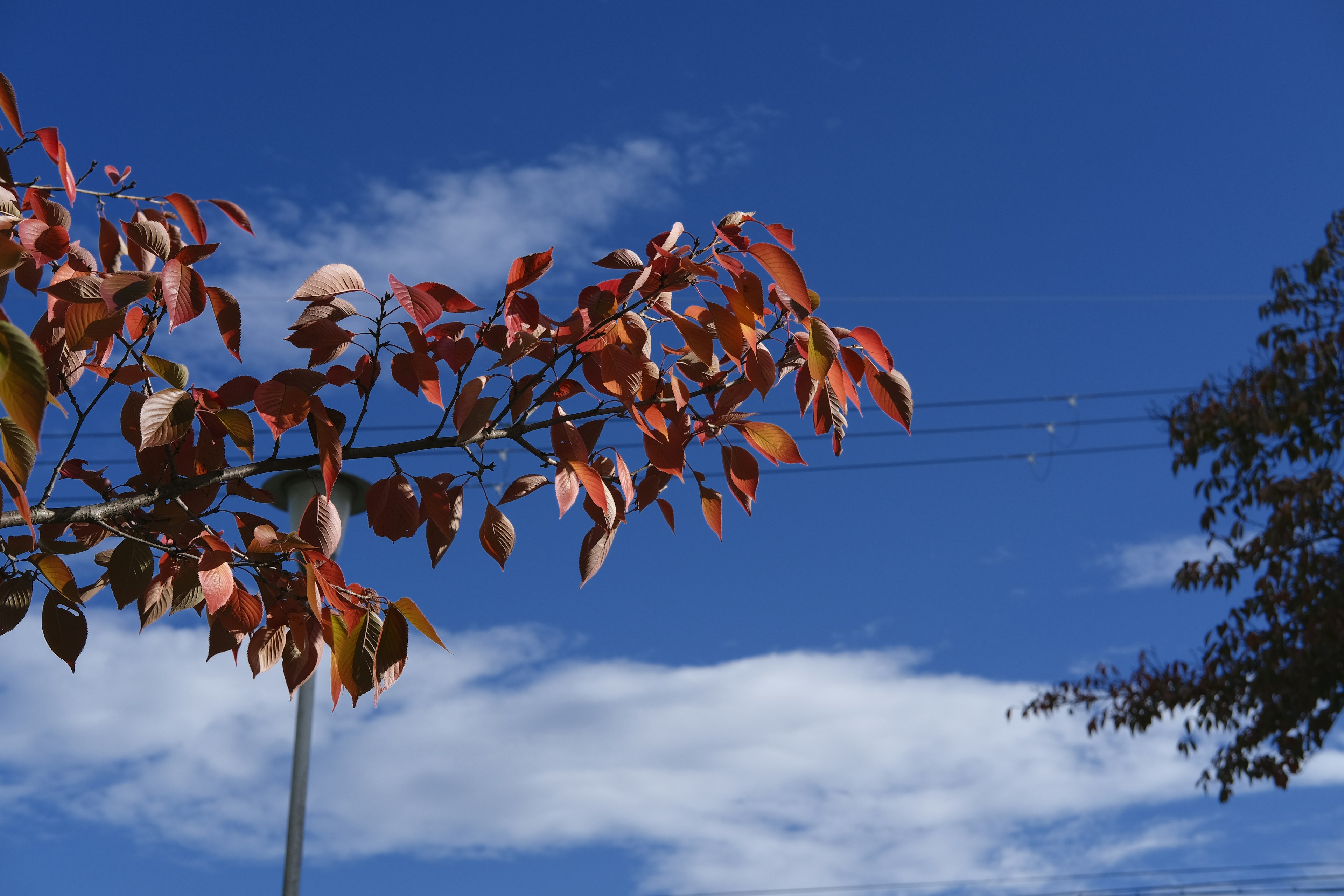 Branch with reddish-brown leaves against a blue sky