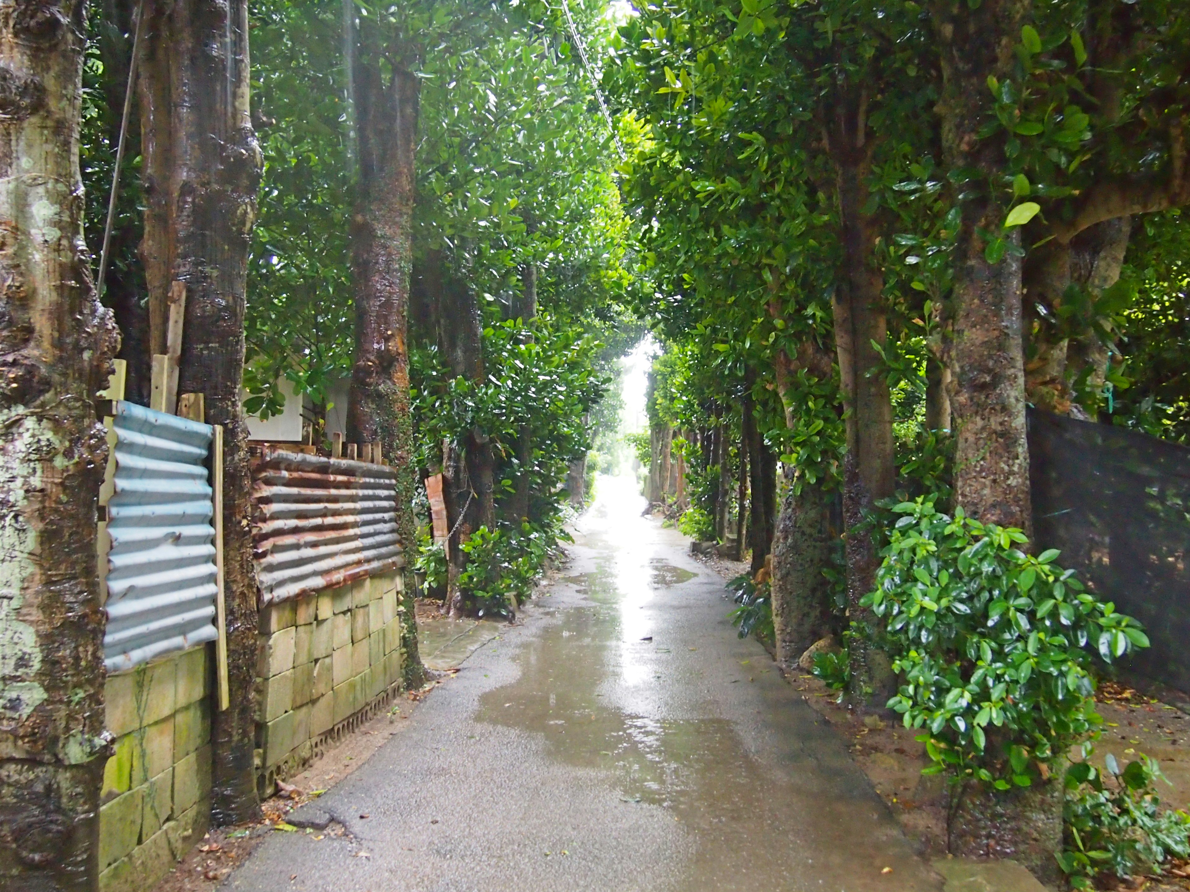 Lush green pathway in a rainy setting