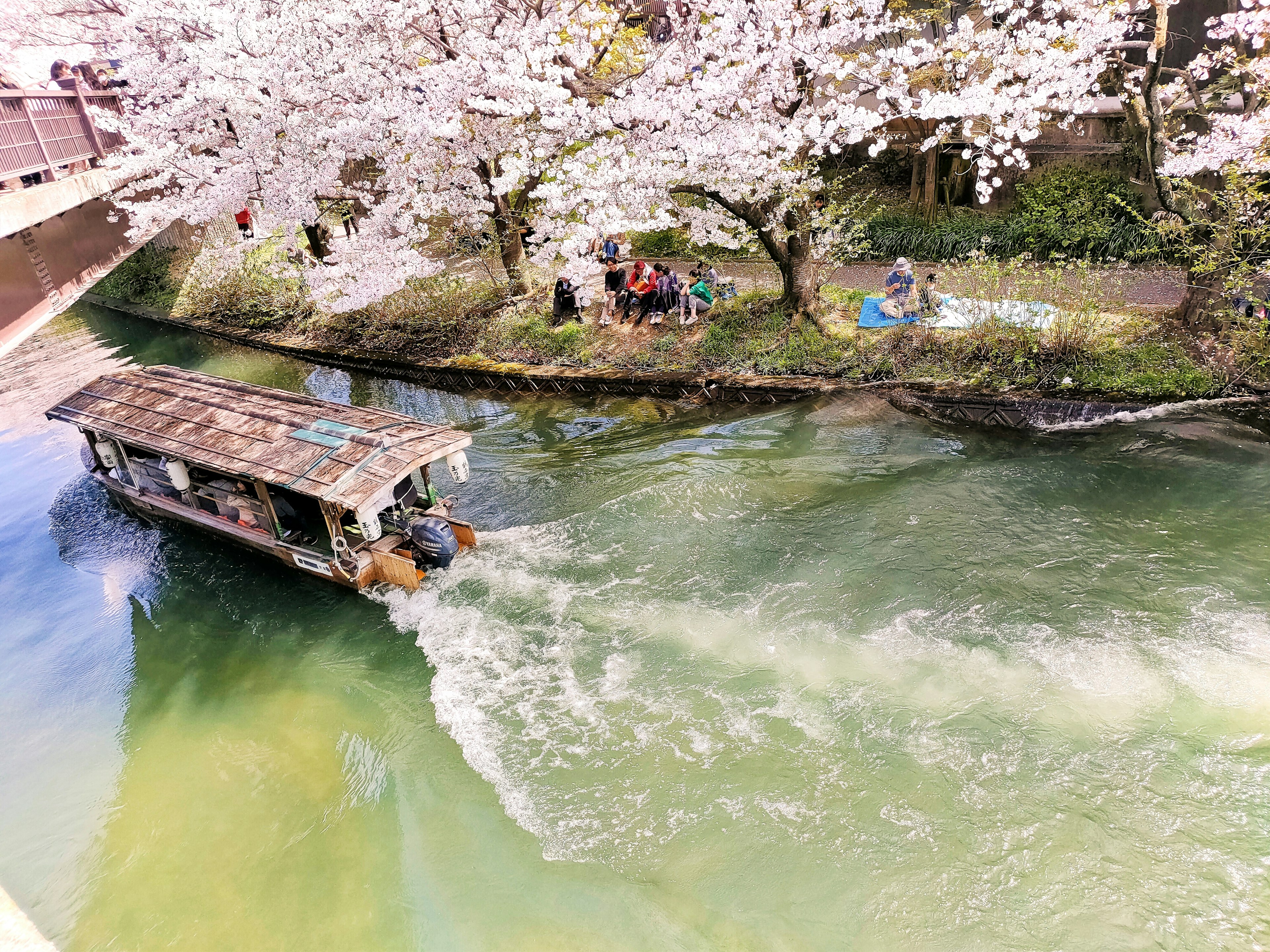 Ein kleines Boot gleitet durch klares Wasser unter Kirschblütenbäumen