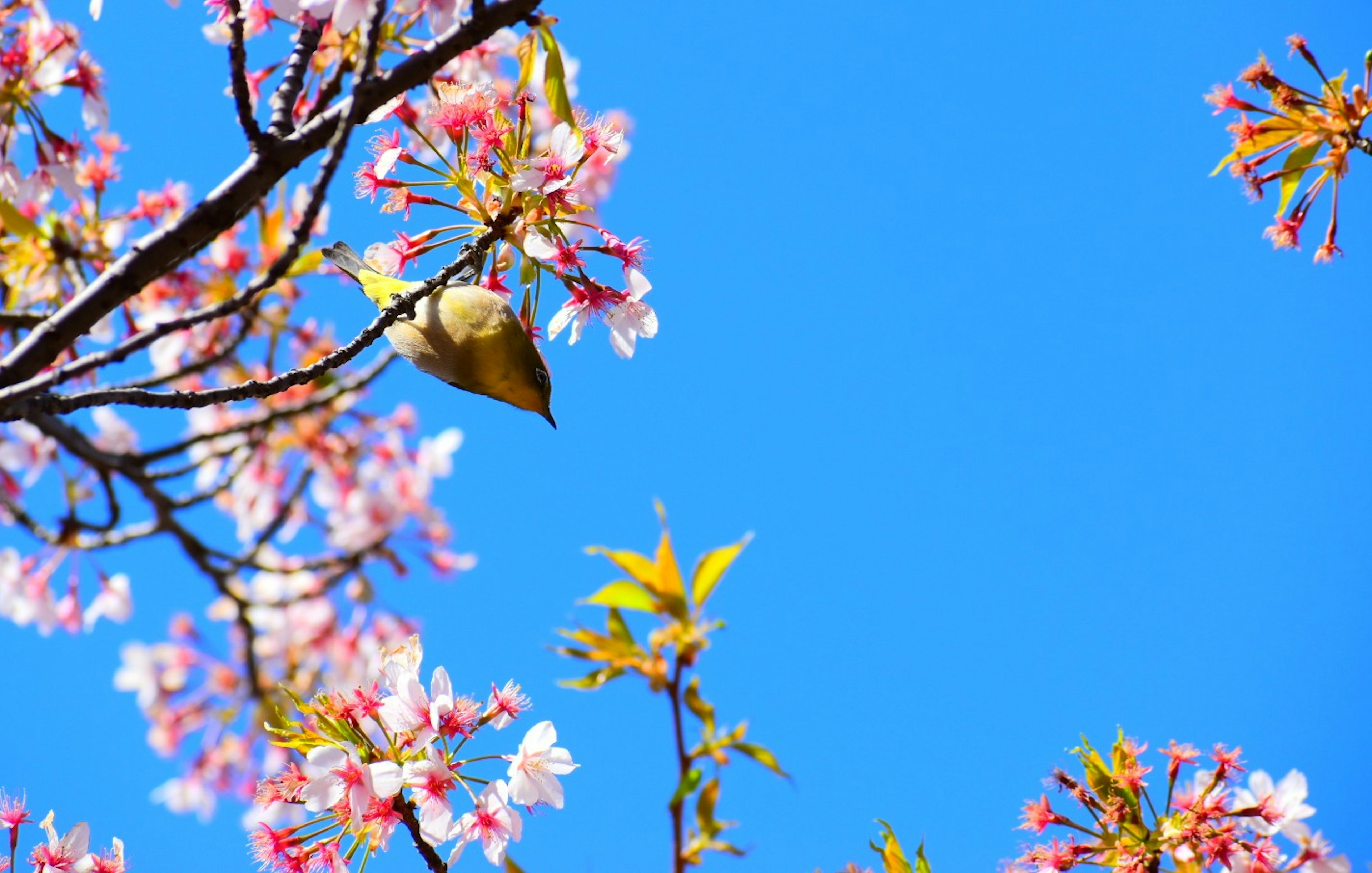 Image of cherry blossoms and a small bird under a blue sky