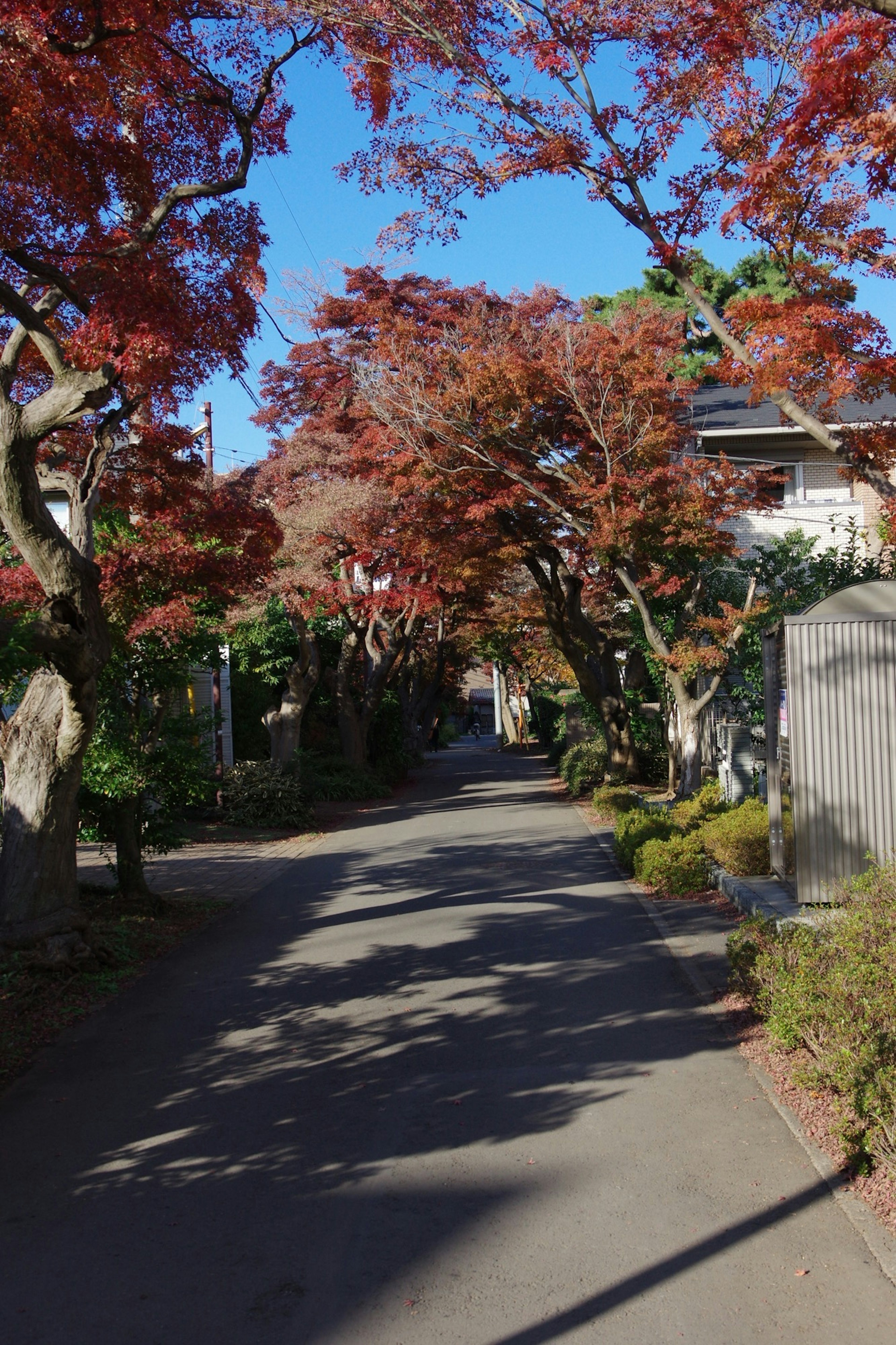 赤い葉のある木々が並ぶ静かな小道