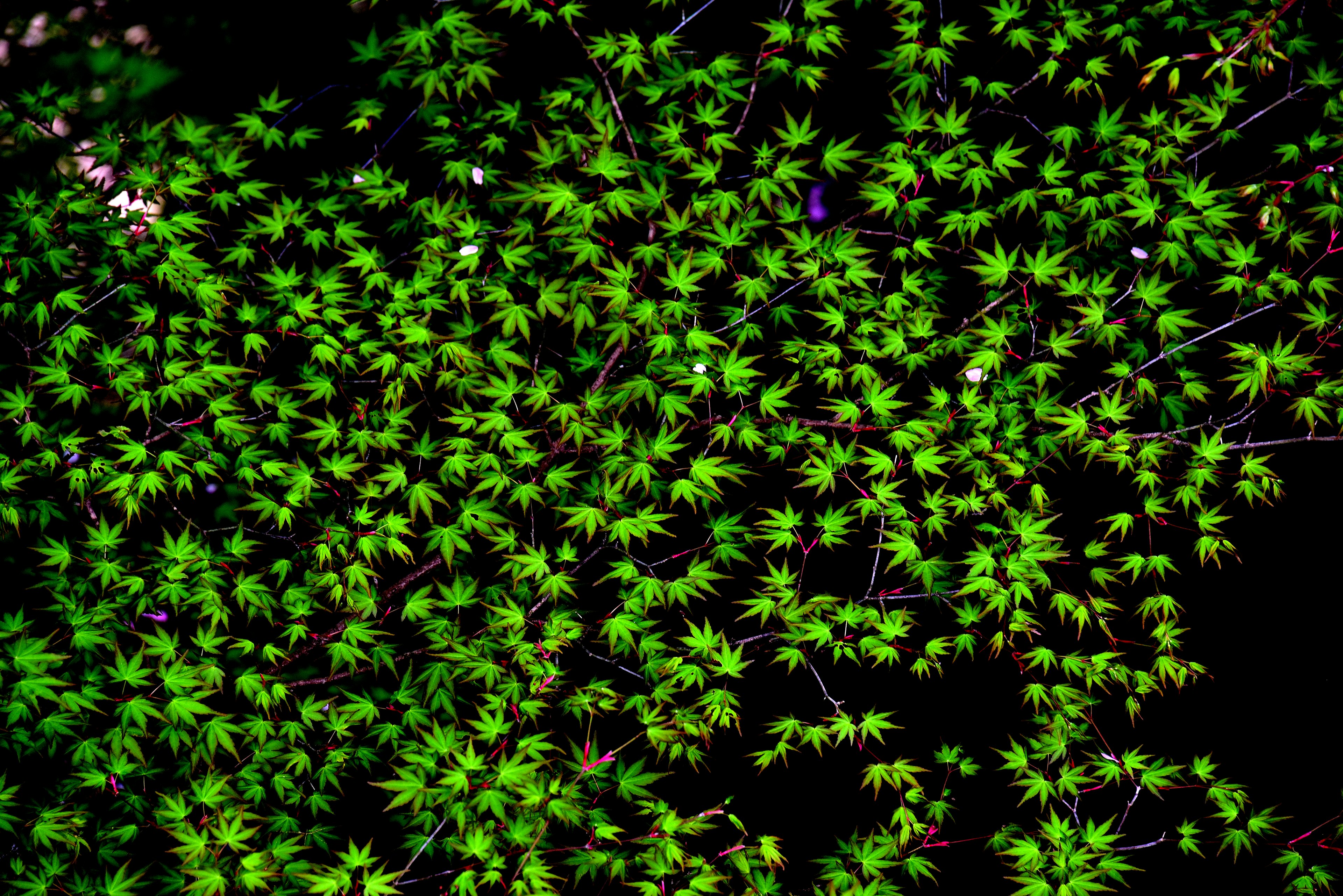 Top view of densely packed green leaves of a plant