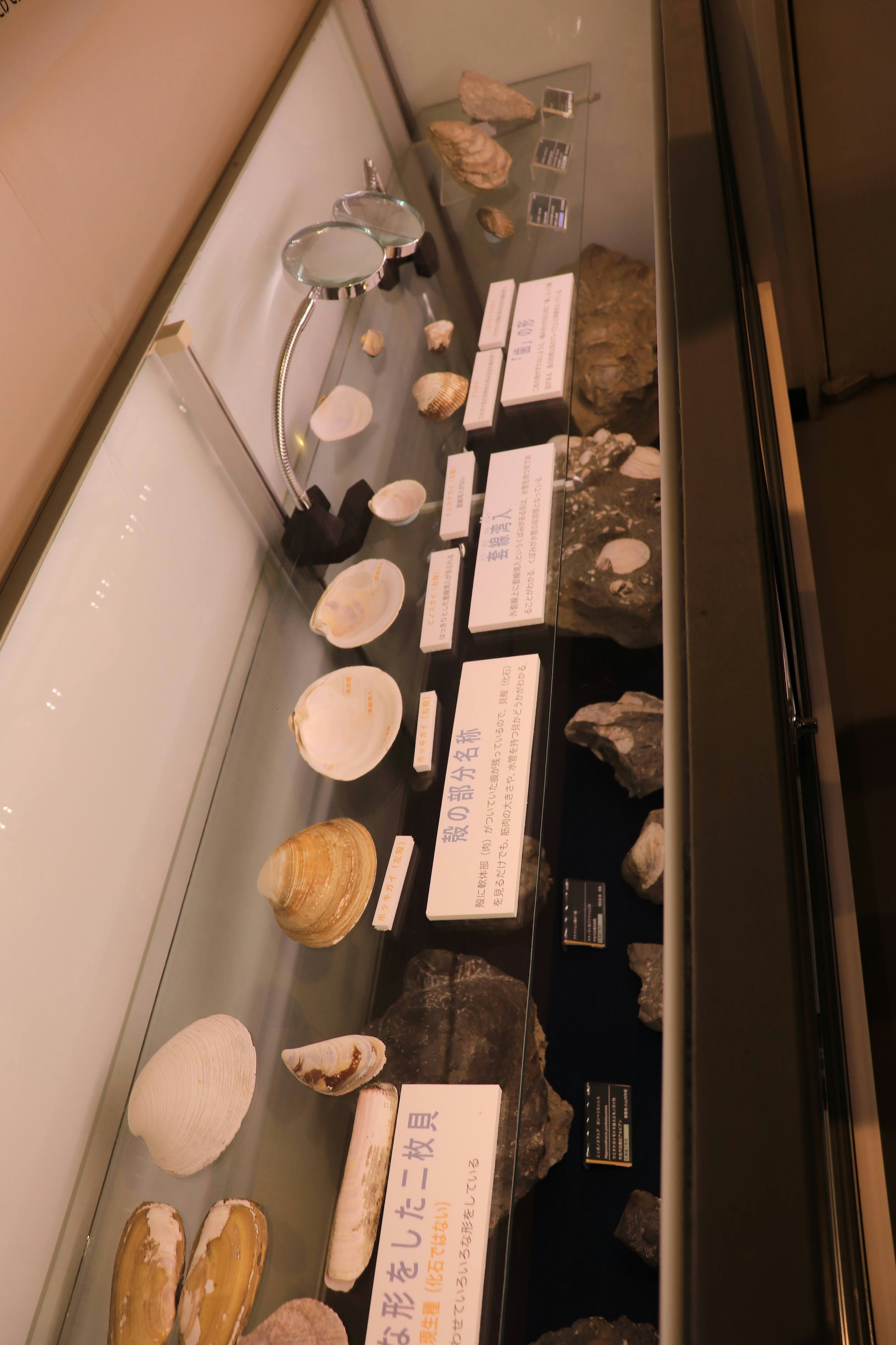 Collection de coquillages et de pierres exposés dans une vitrine