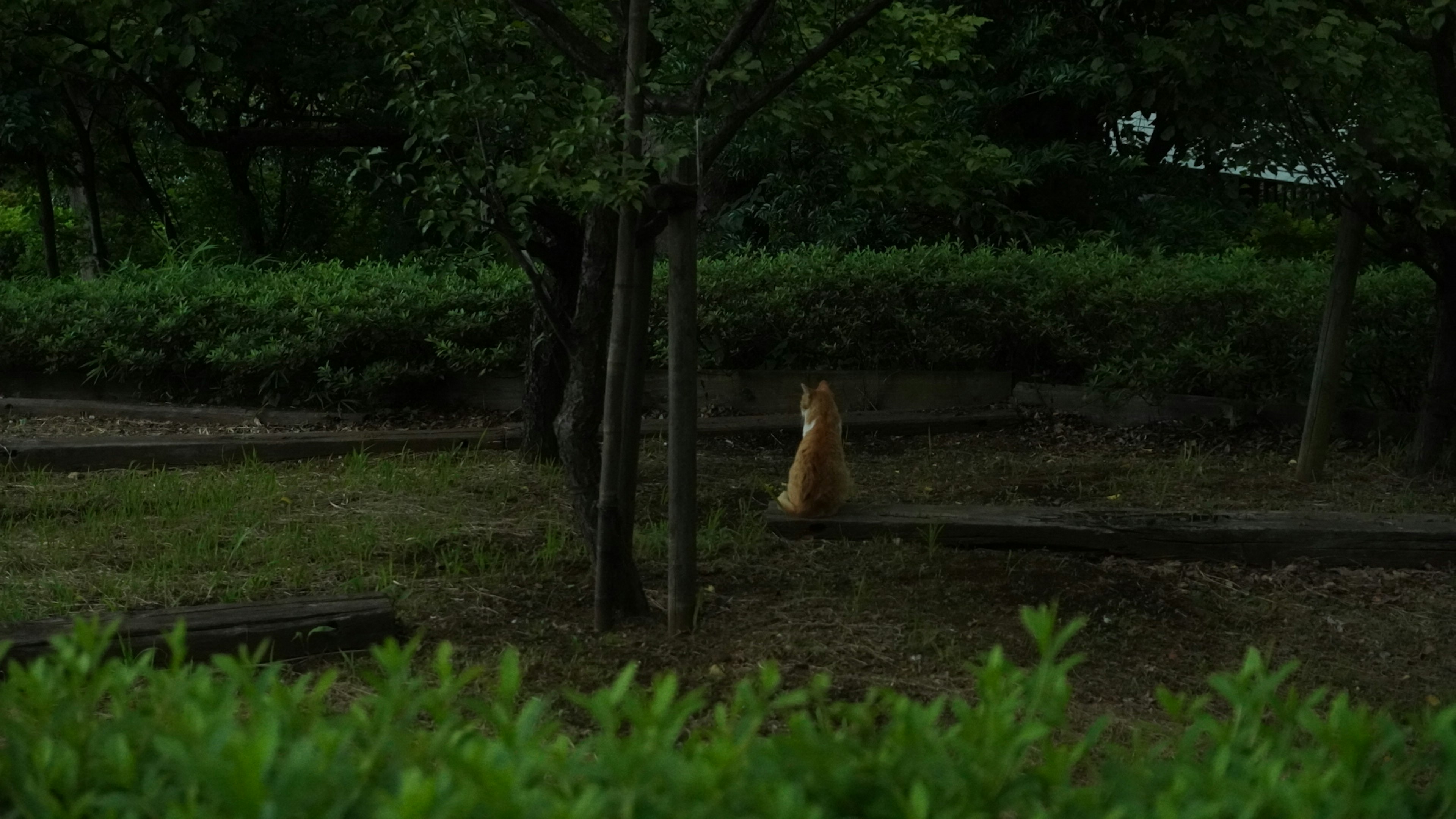 Seekor kucing berjalan di taman yang dikelilingi oleh pepohonan