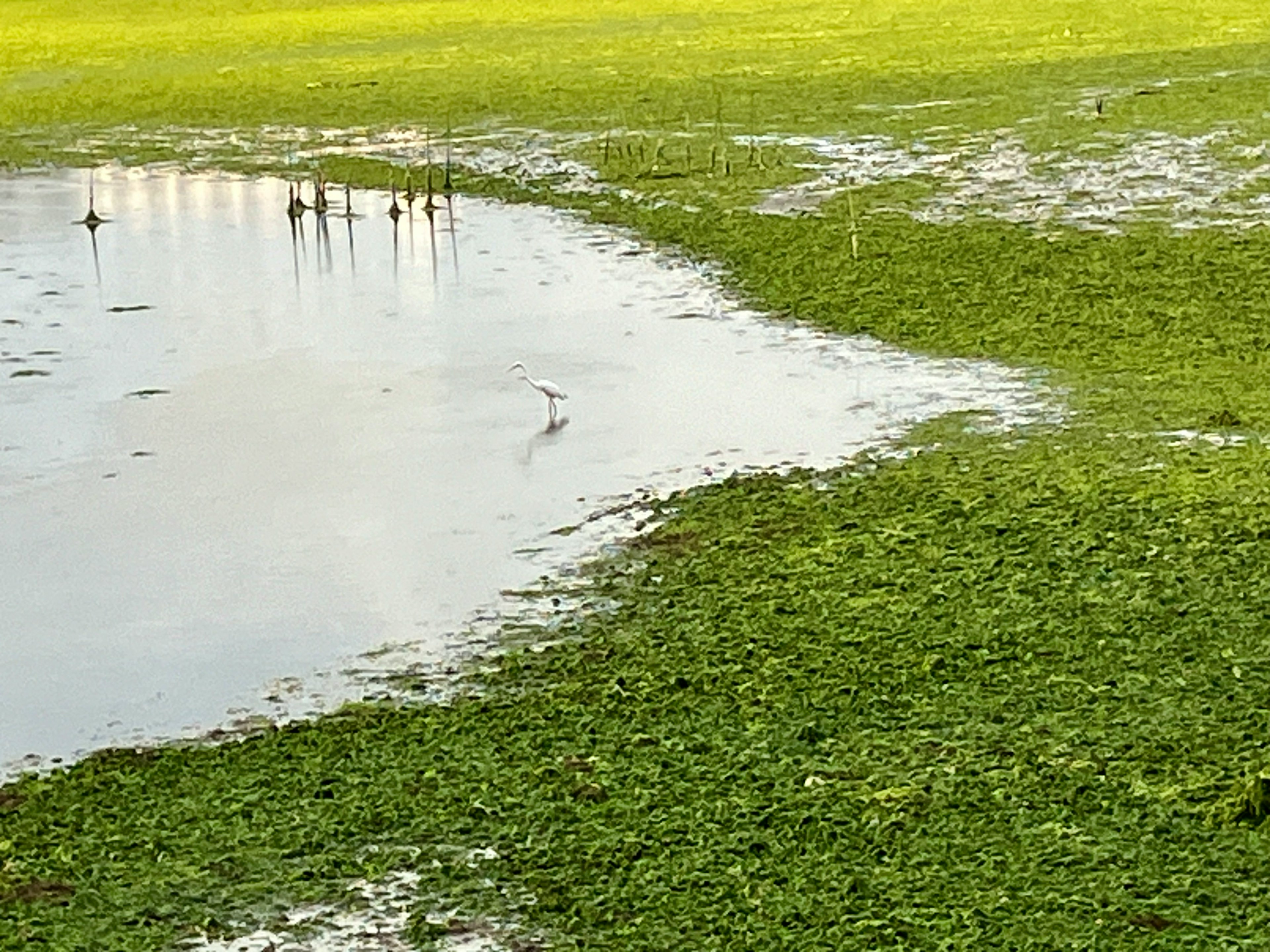 Pemandangan alga hijau dan genangan air di tepi air