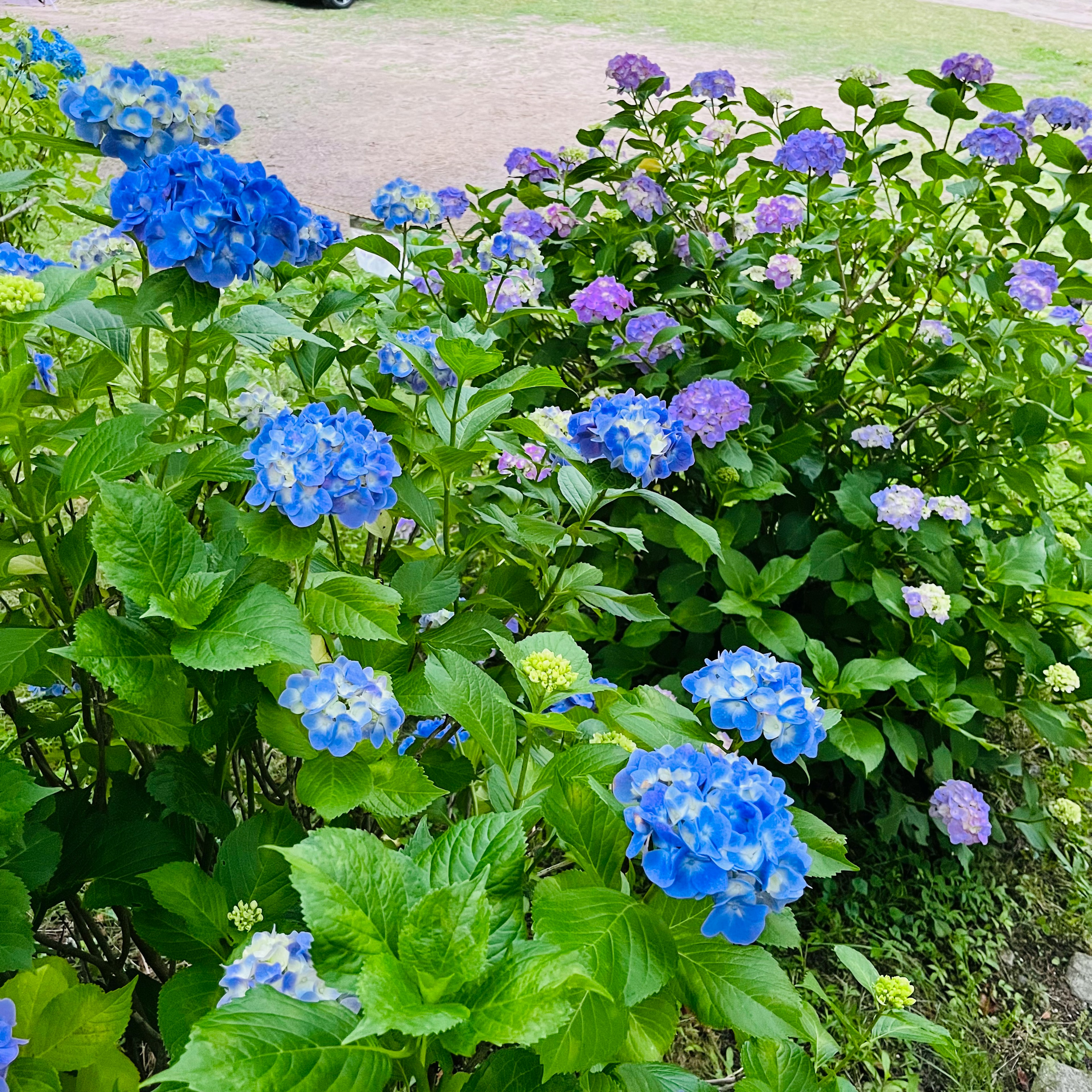 Blaue und violette Hortensien blühen in einem Garten