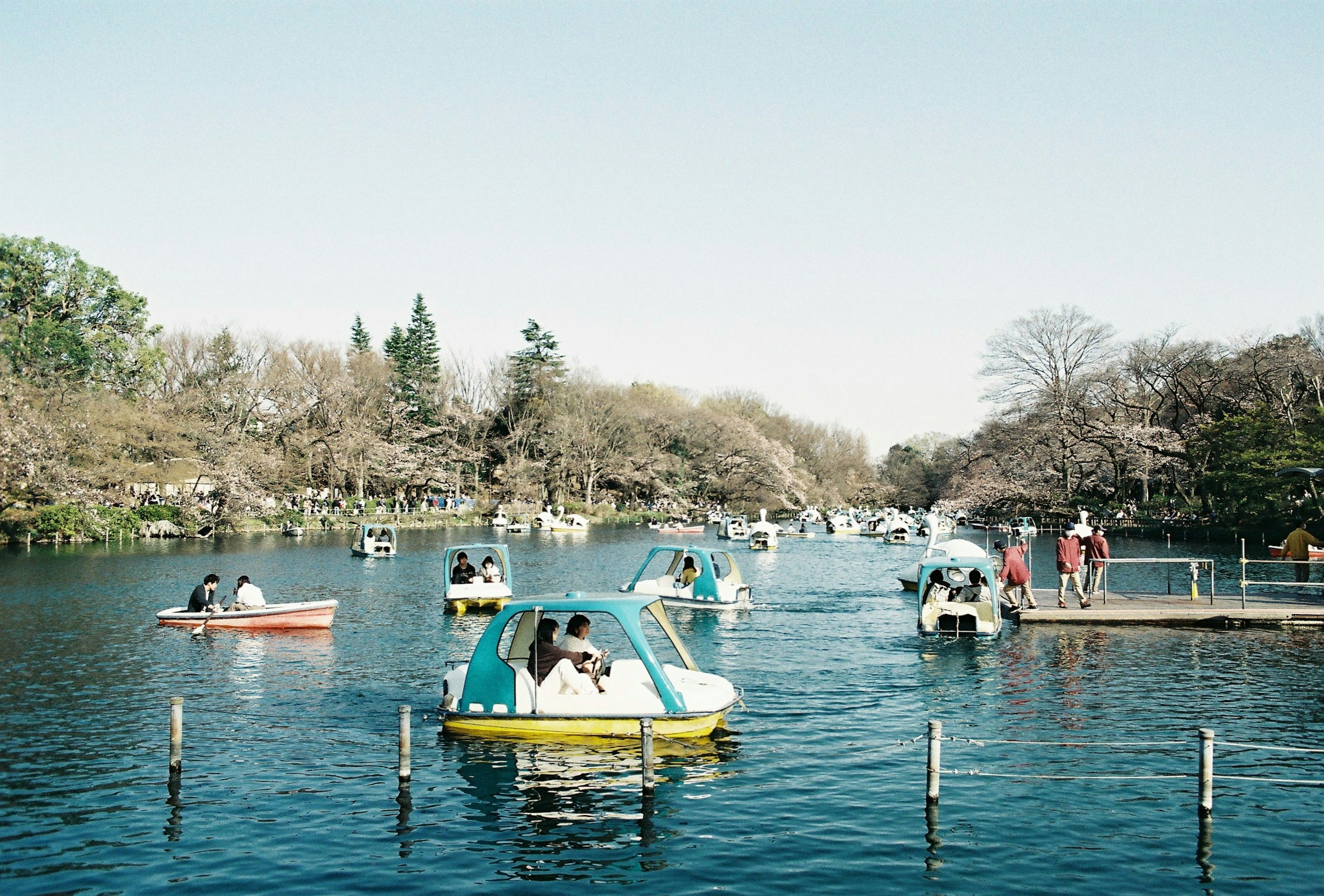 湖でボートを漕ぐ人々と桜の木々が見える風景