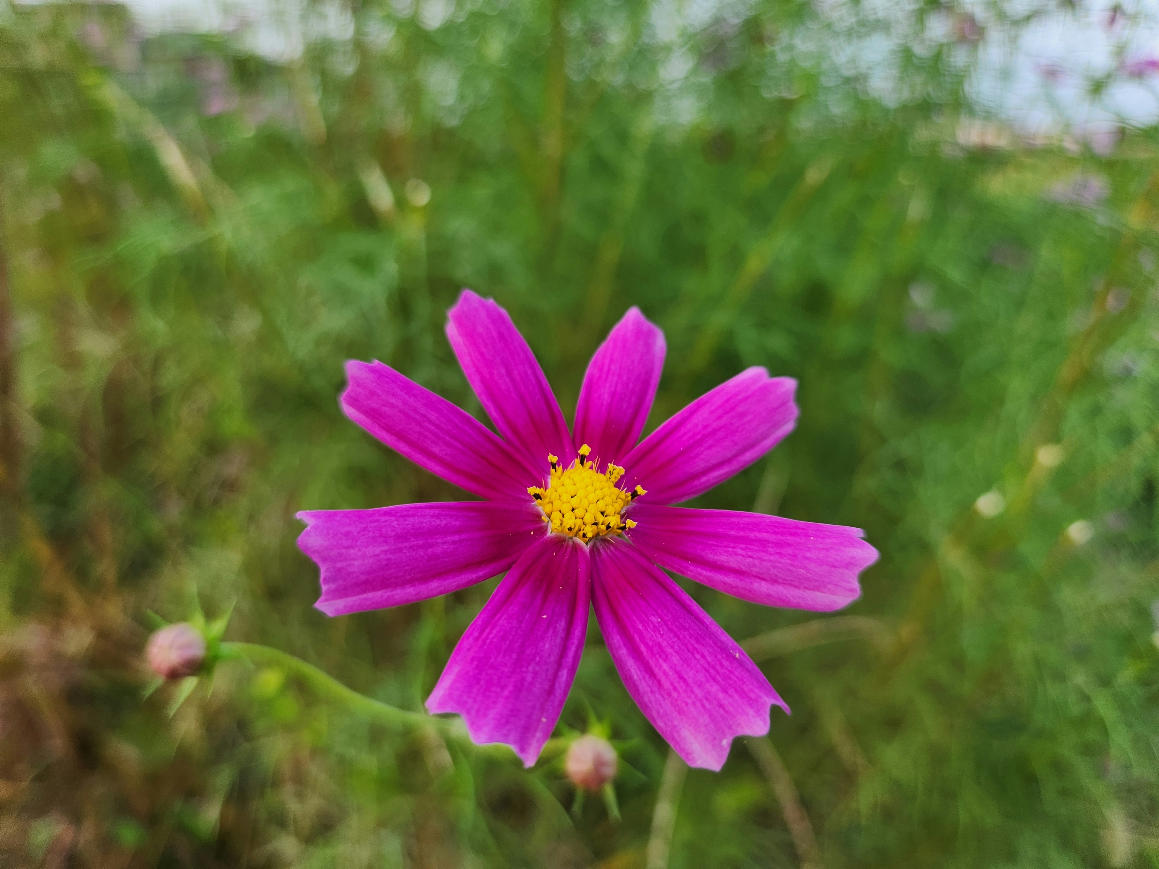 鮮やかなピンクの花が中心にあり、黄色い中心部分が特徴的で周囲には緑の葉がある