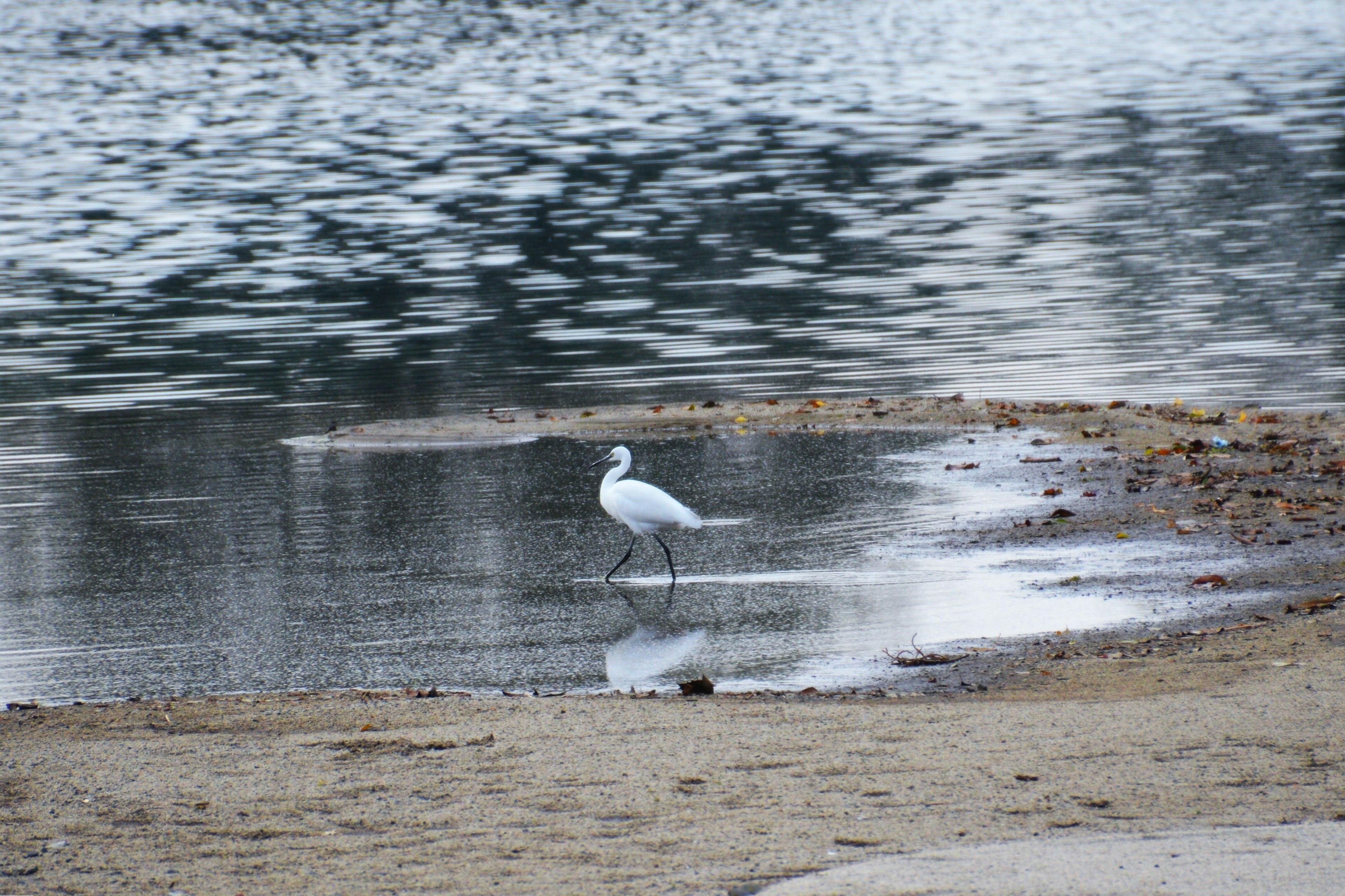 Ein weißer Reiher steht am Ufer mit ruhigem Wasser