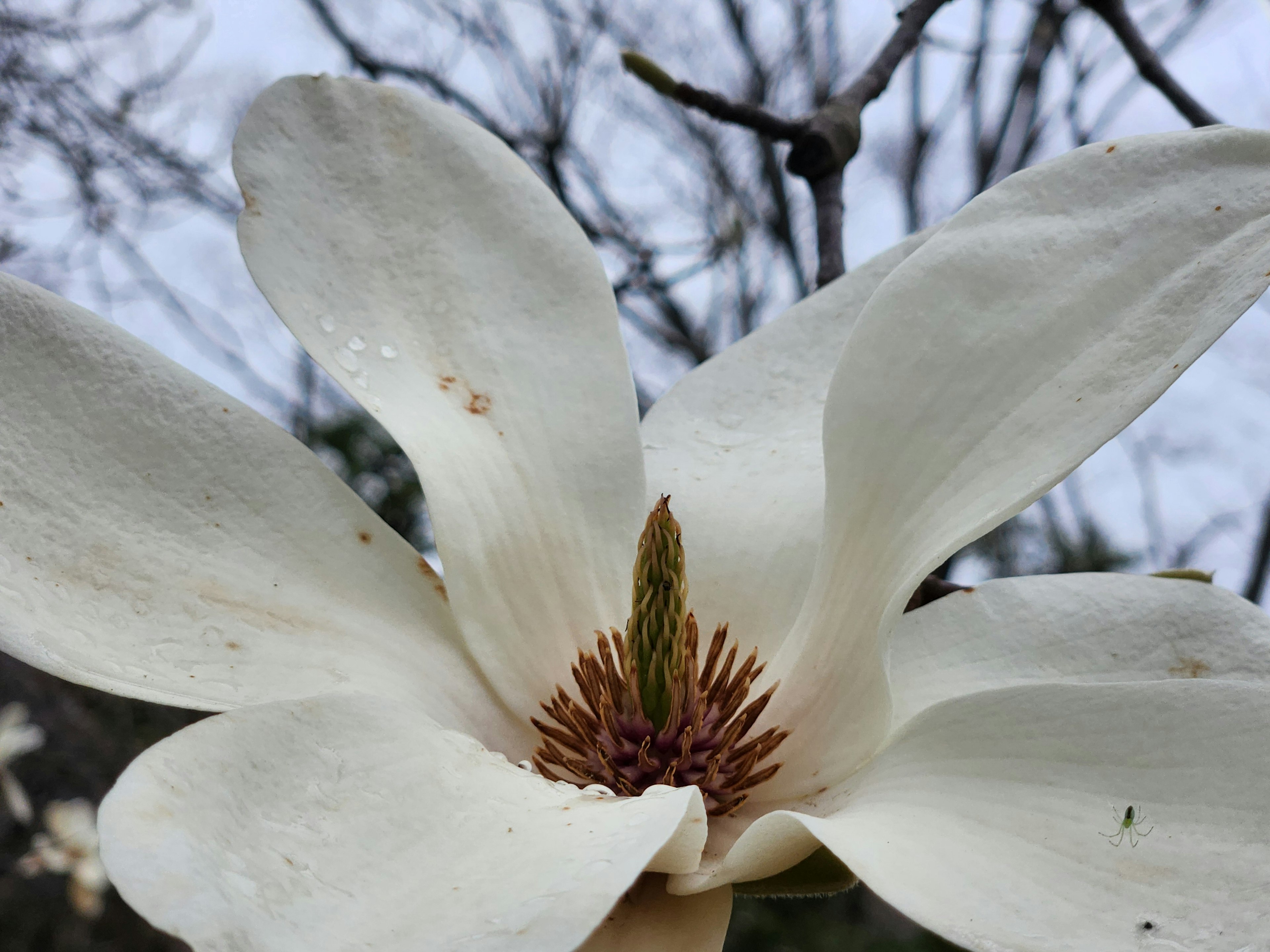 Close-up bunga magnolia putih dengan benang sari kuning di tengah