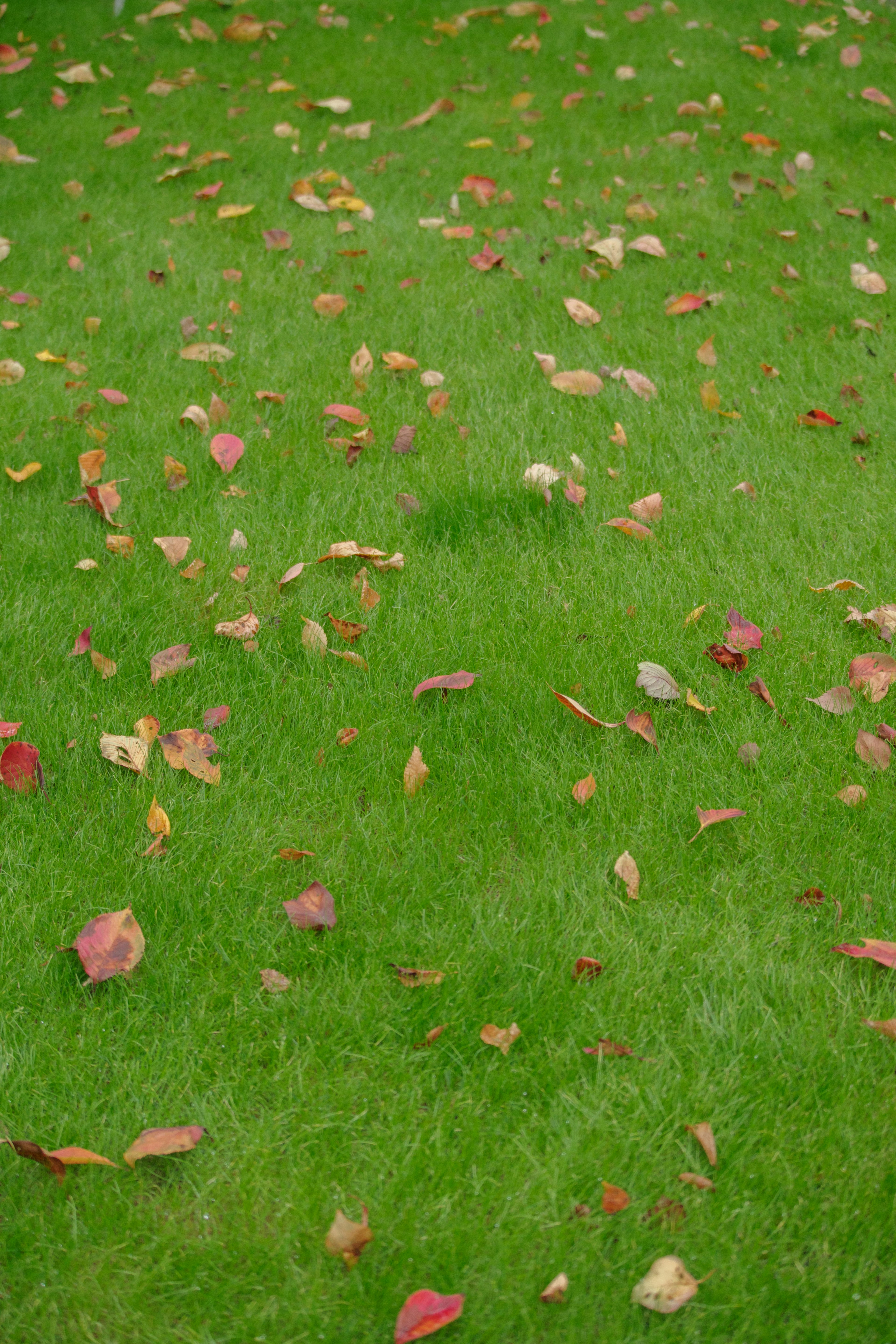 Green grass with scattered red and orange leaves