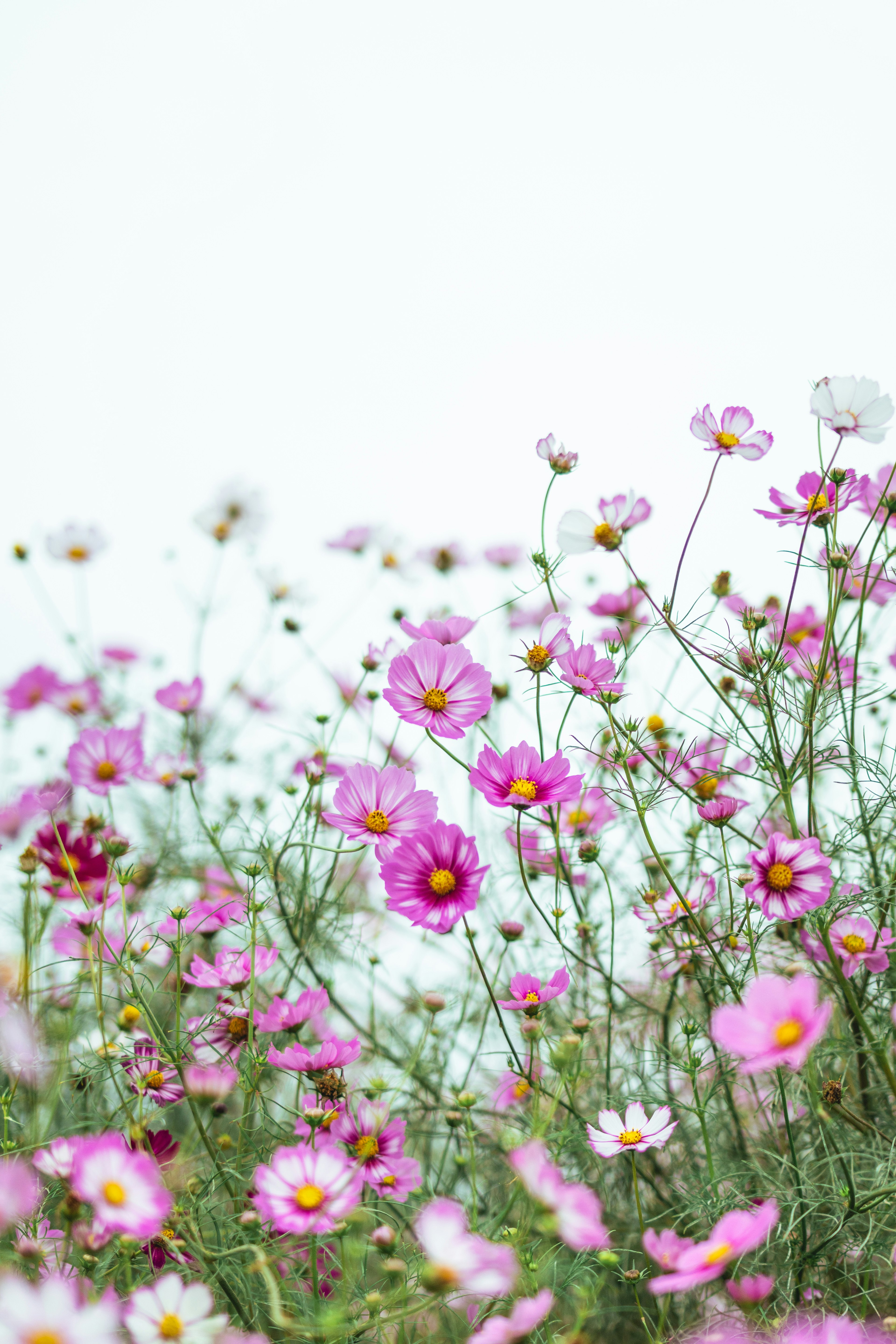 ピンクのコスモスの花が咲く風景