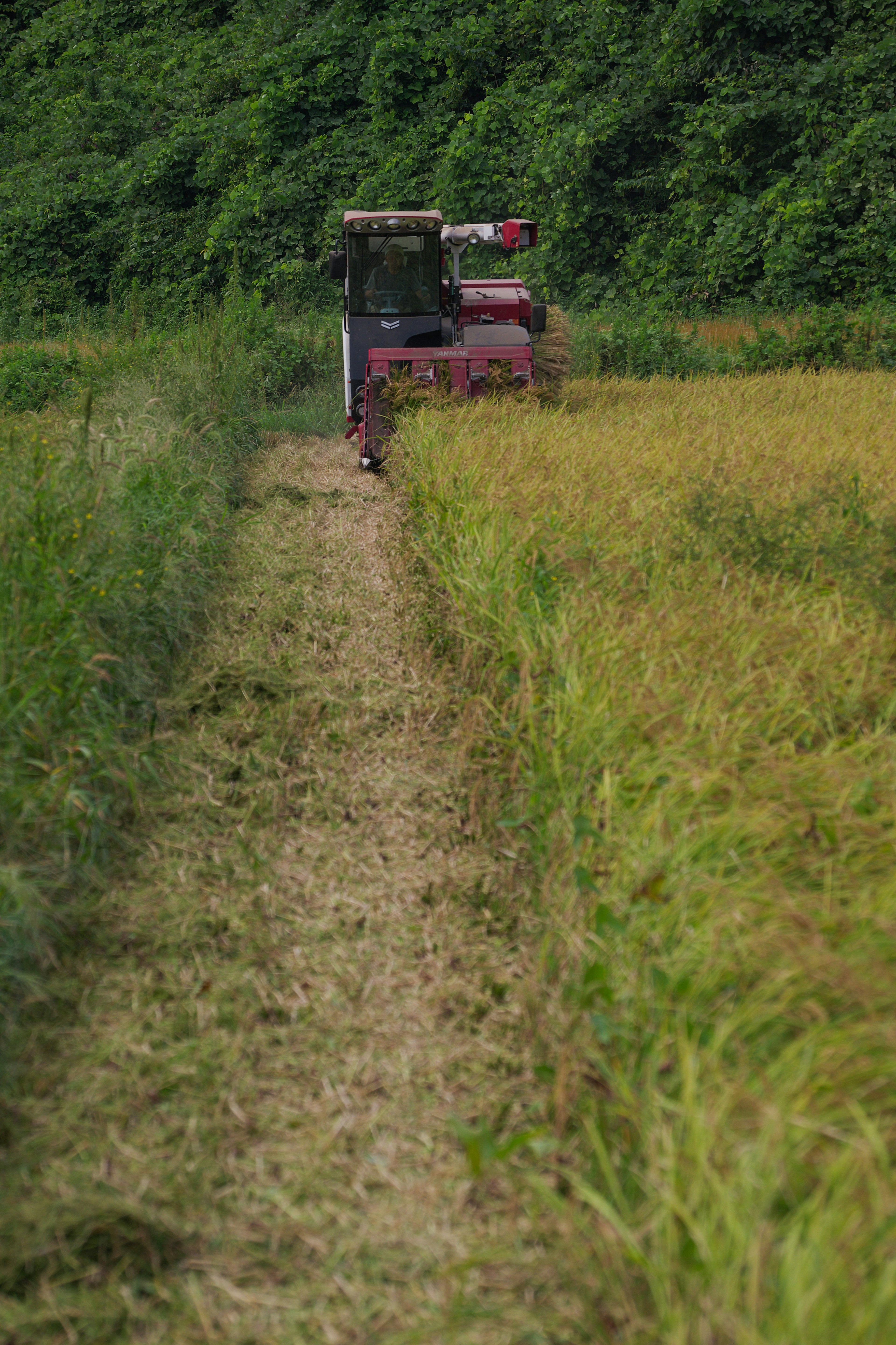 Una máquina roja cosechando arroz en un campo