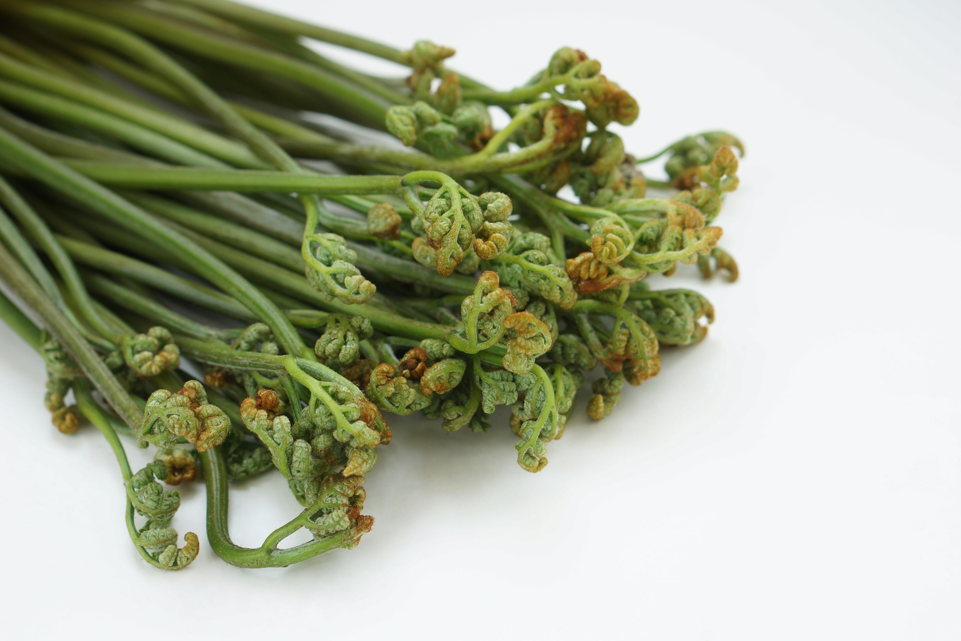 Bunch of green fiddlehead ferns with curled tips