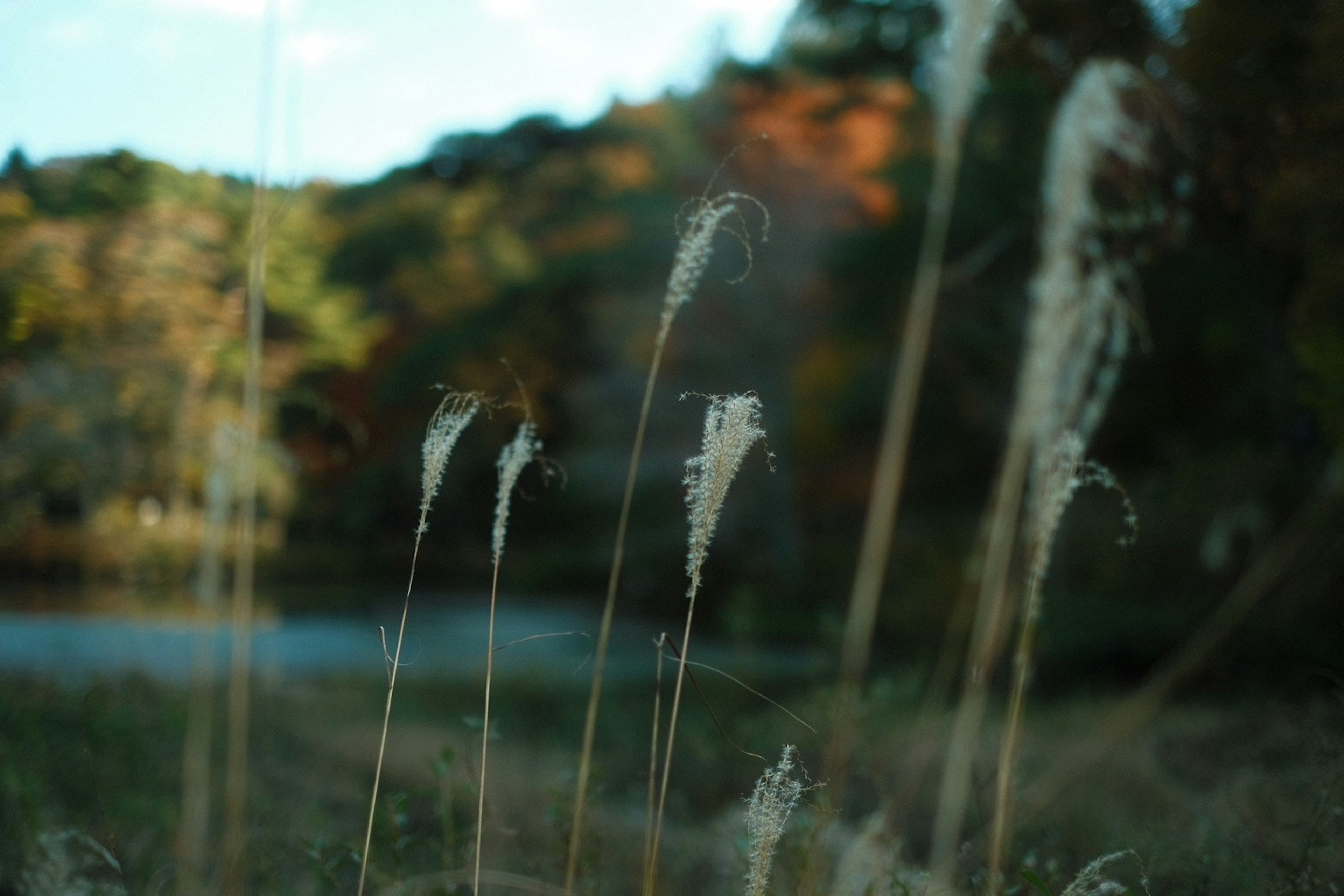 穏やかな水辺に立つ細長い草の穂と秋の色合い