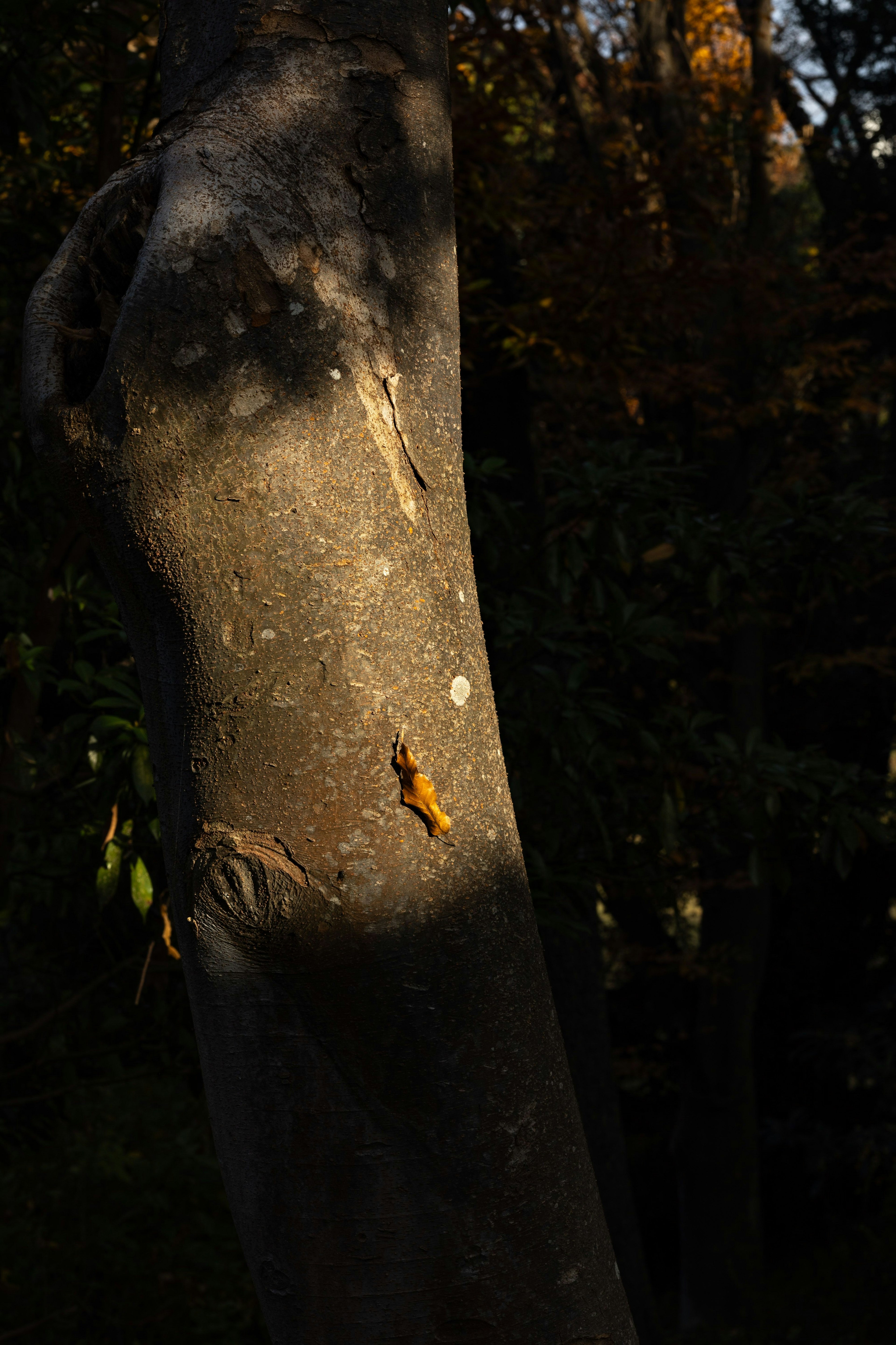 Tree trunk with shadow in autumn setting
