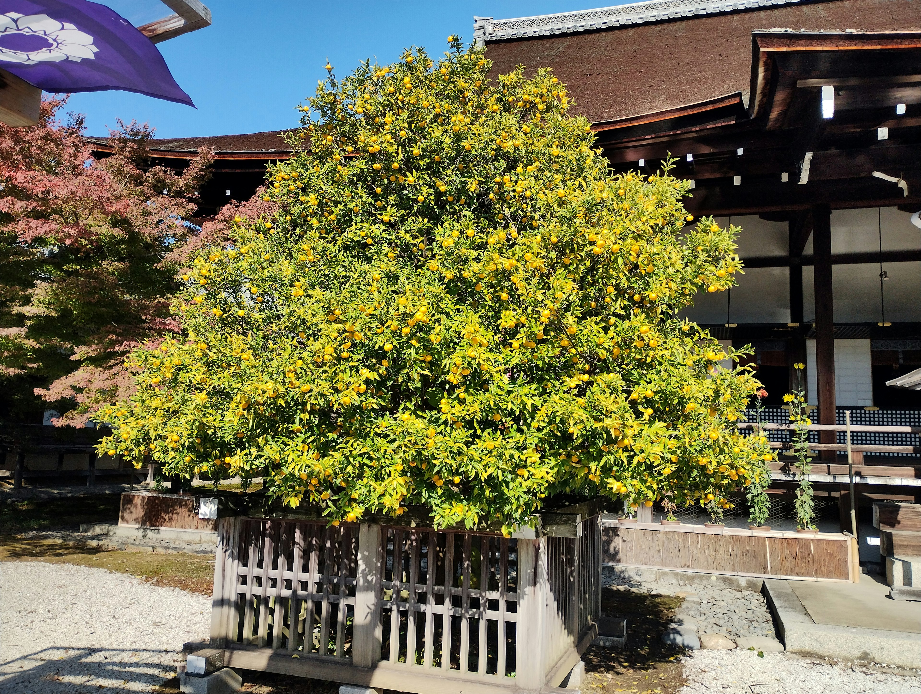 Eine Landschaft mit einem Baum mit schönen gelben Blättern und einem traditionellen Gebäude