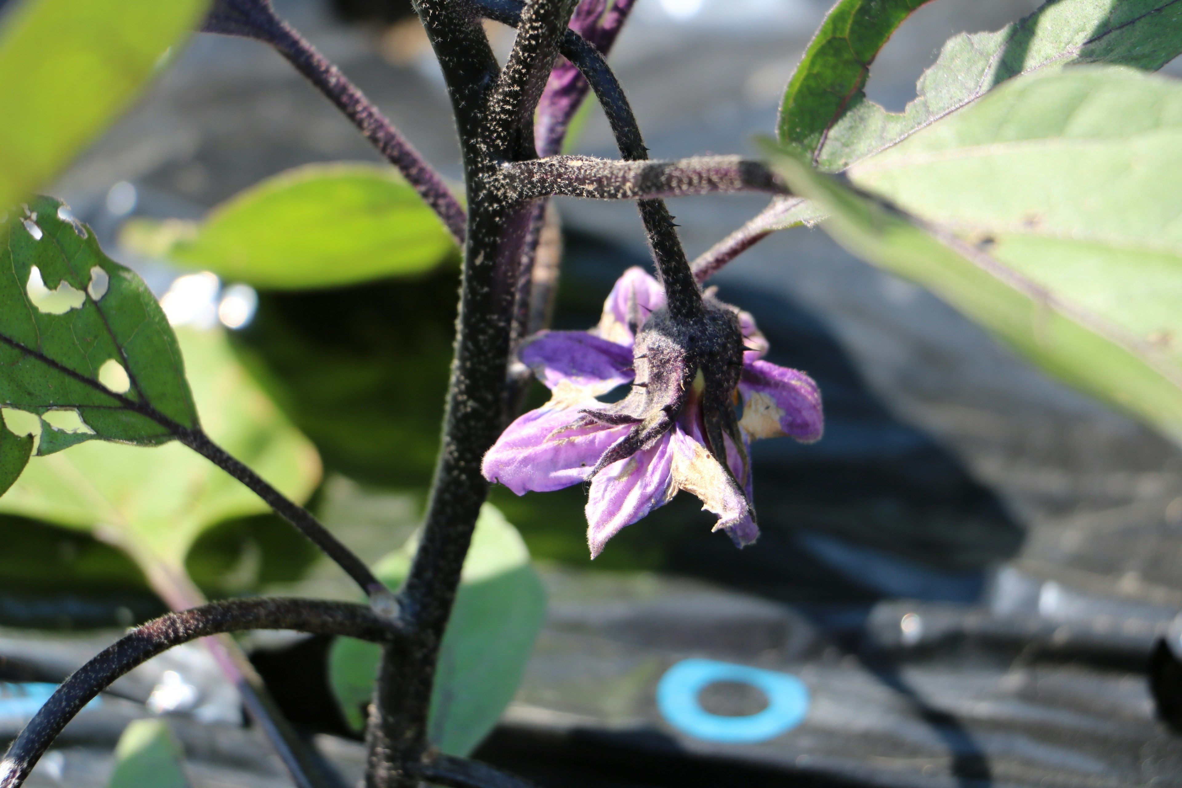 Primo piano di una pianta con fiore viola foglie verdi e stelo scuro