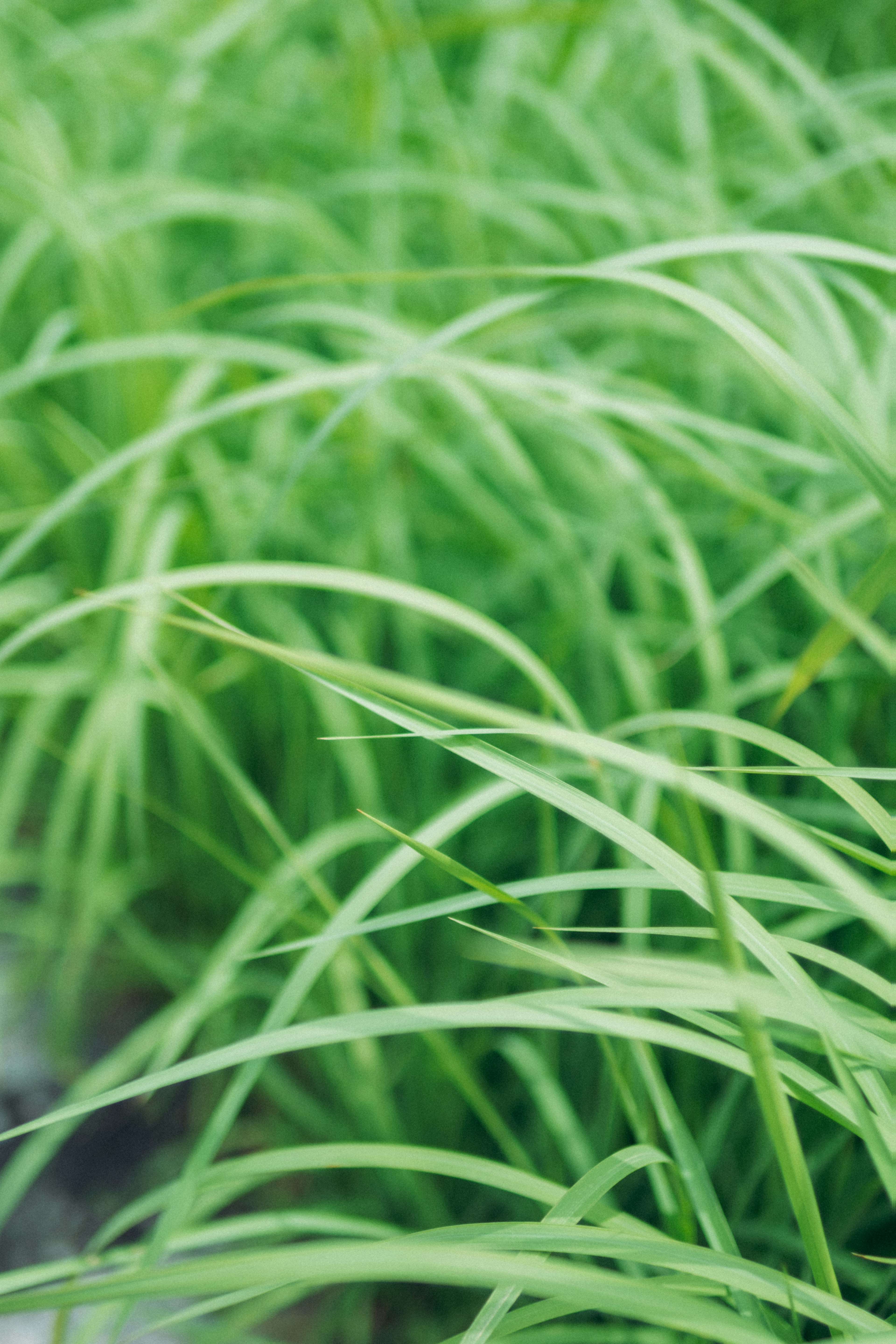 Green grass blades swaying in the wind