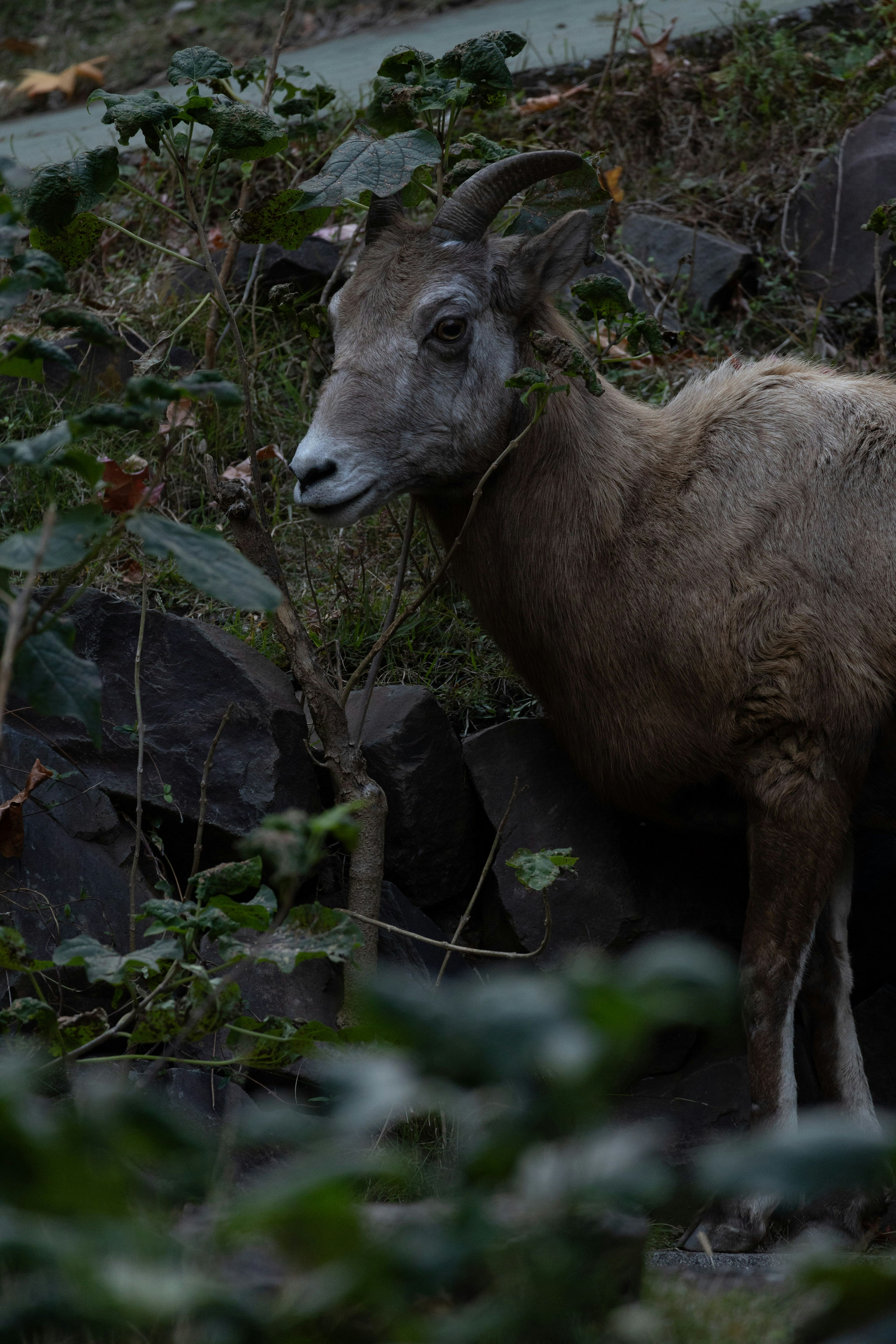 Chèvre sauvage se tenant parmi des rochers et un feuillage vert