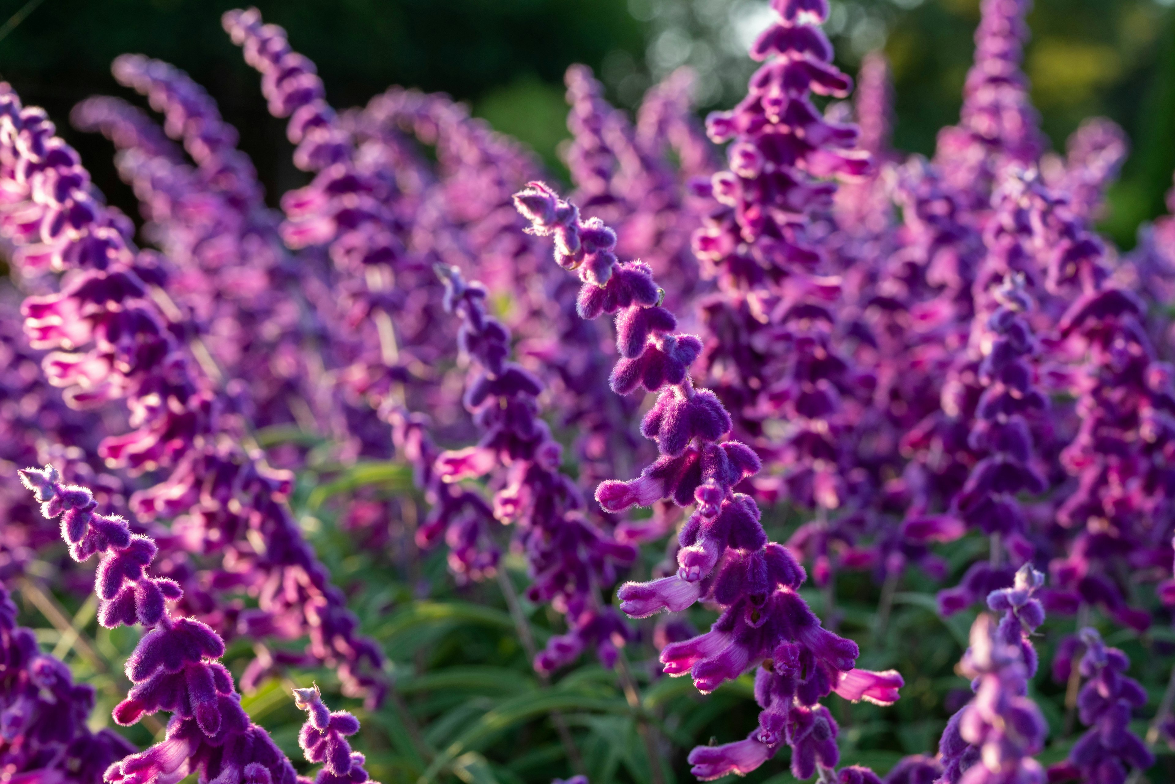 Una vibrante exhibición de flores moradas en un jardín