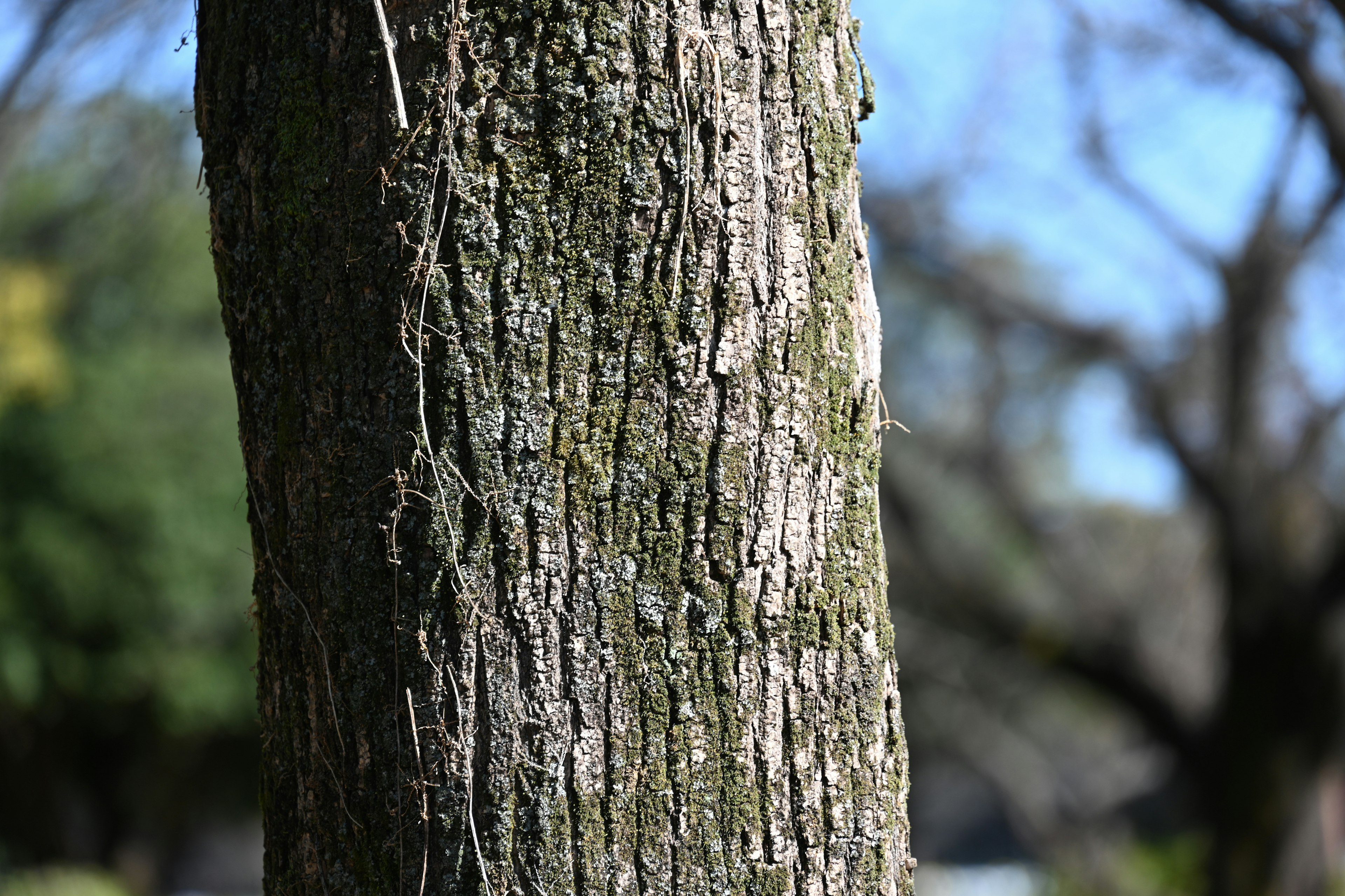 Texture et motifs détaillés d'un tronc d'arbre