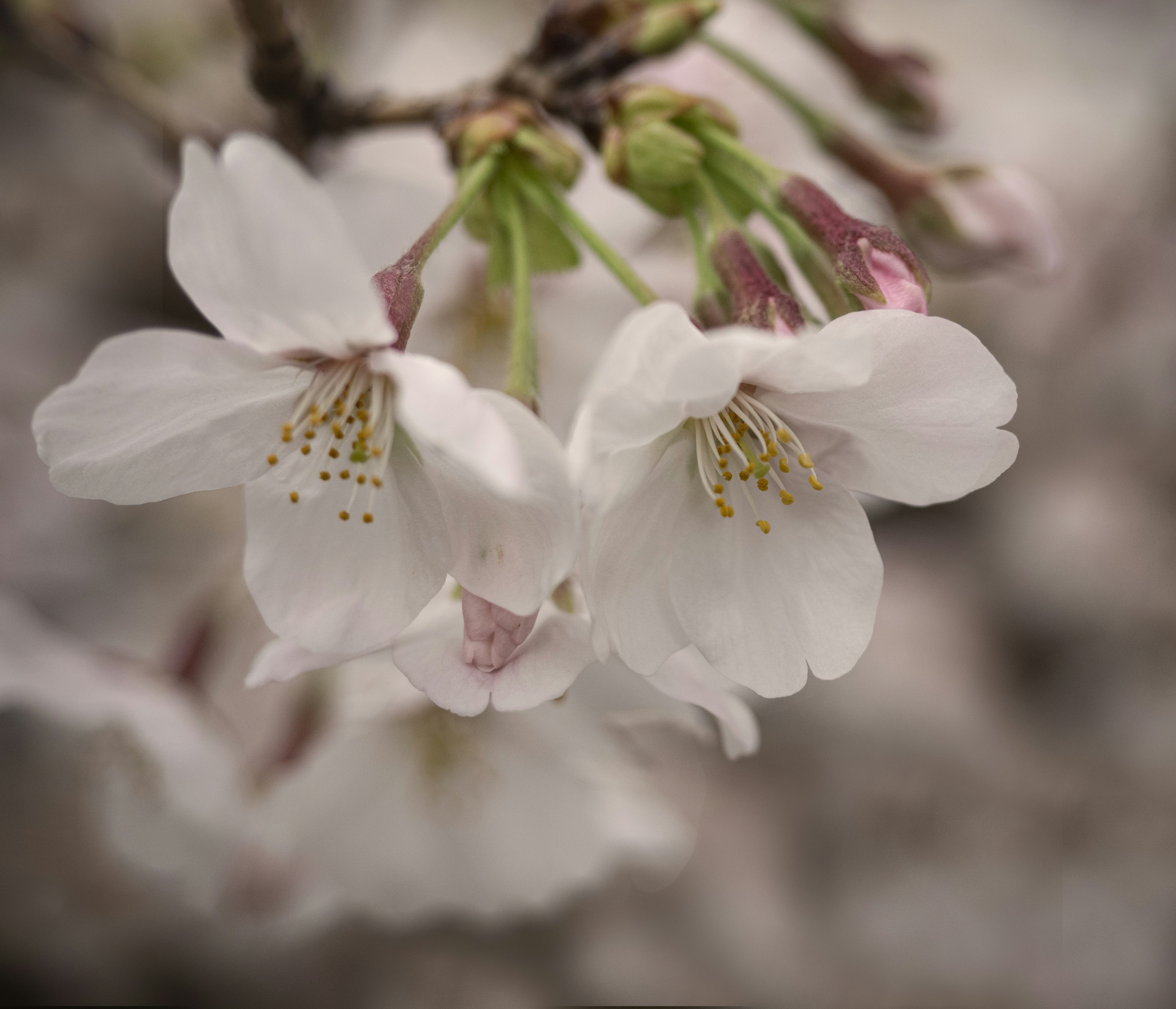 Acercamiento de flores de cerezo blancas en una rama