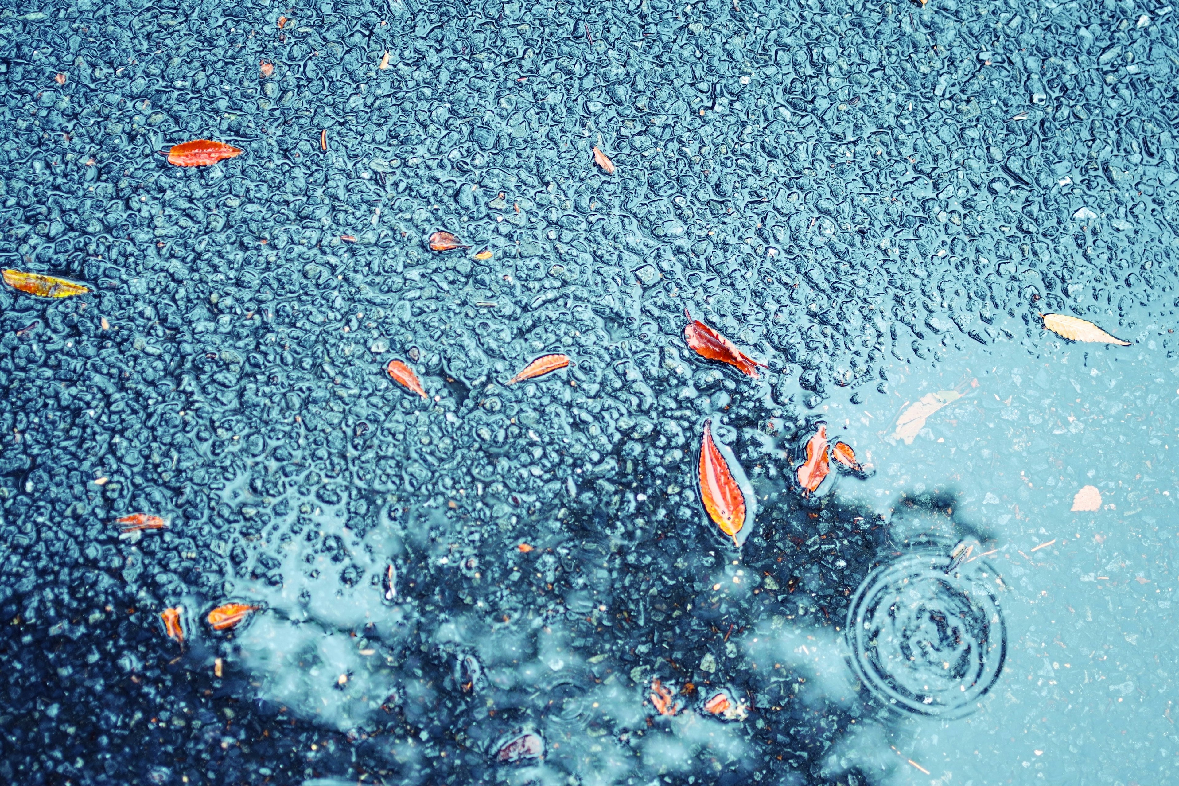 Pozzanghera con foglie rosse galleggianti e onde su asfalto blu