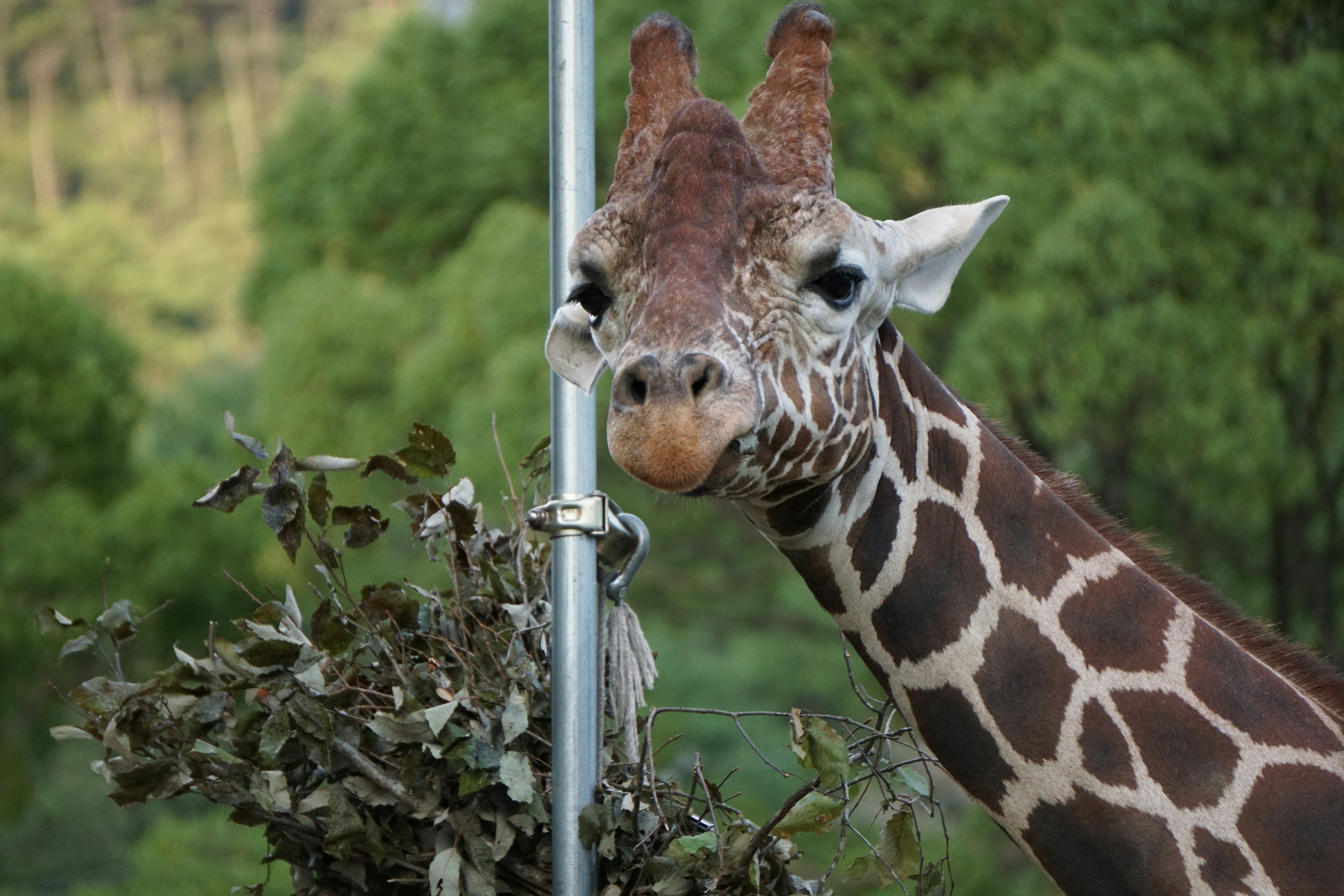 Giraffe eating leaves with a green background and a metal pole visible